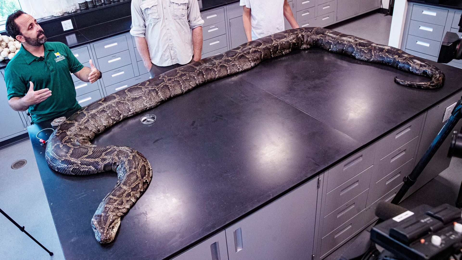 burmese-python