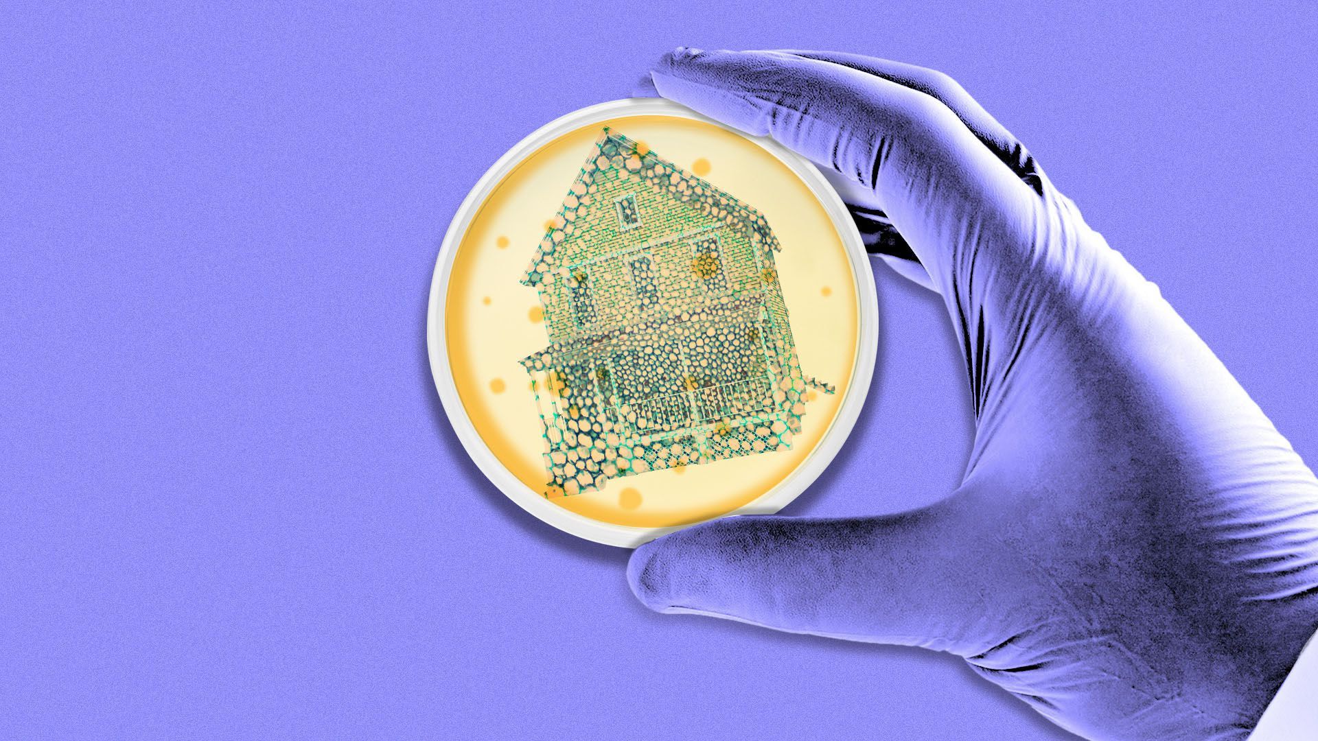 Illustration of a hand holding a petri dish with the bacteria in the shape of a house