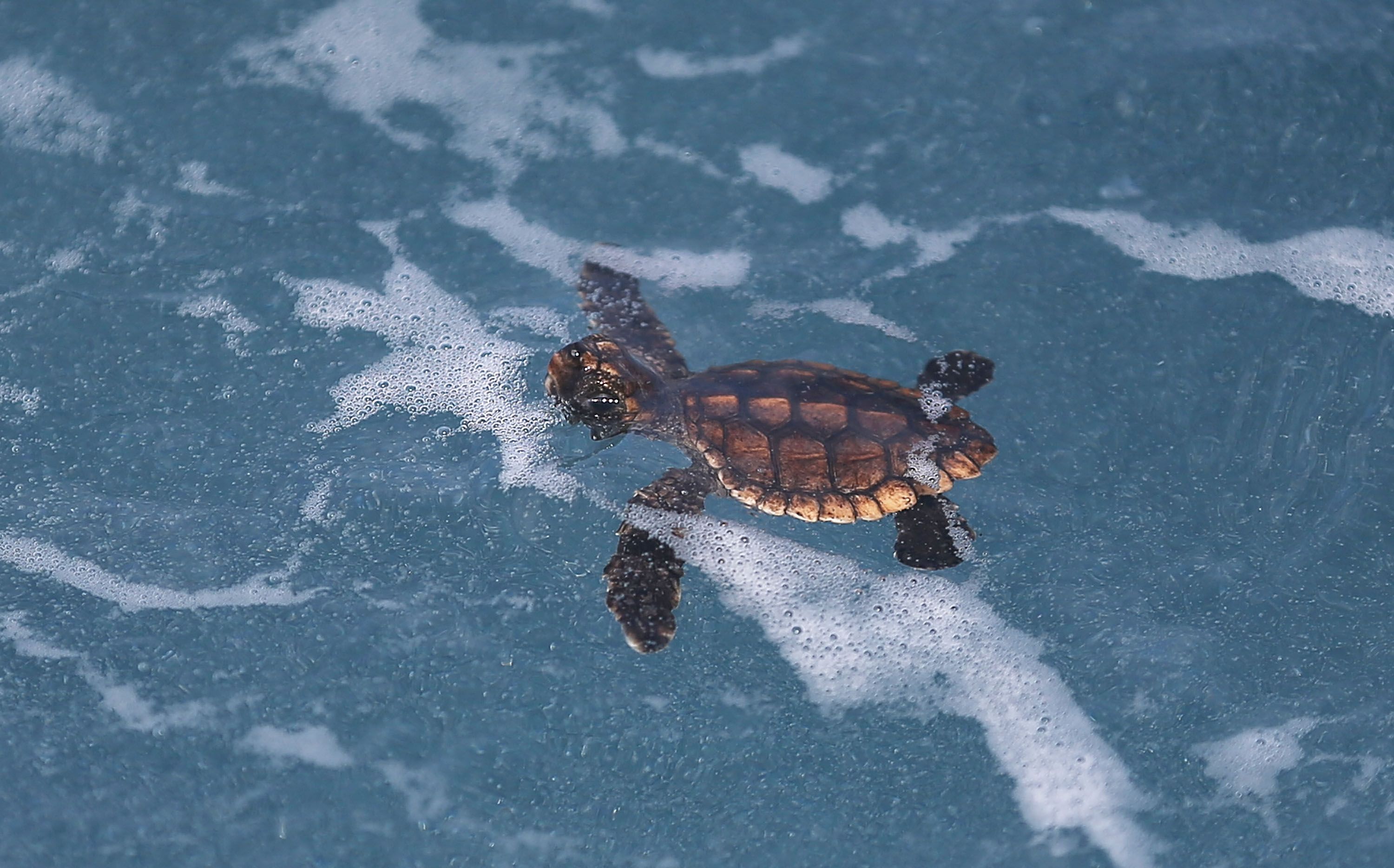 A small sea turtle with a brown, patterned shell swims in blue ocean water, surrounded by white foamy waves and bubbles.
