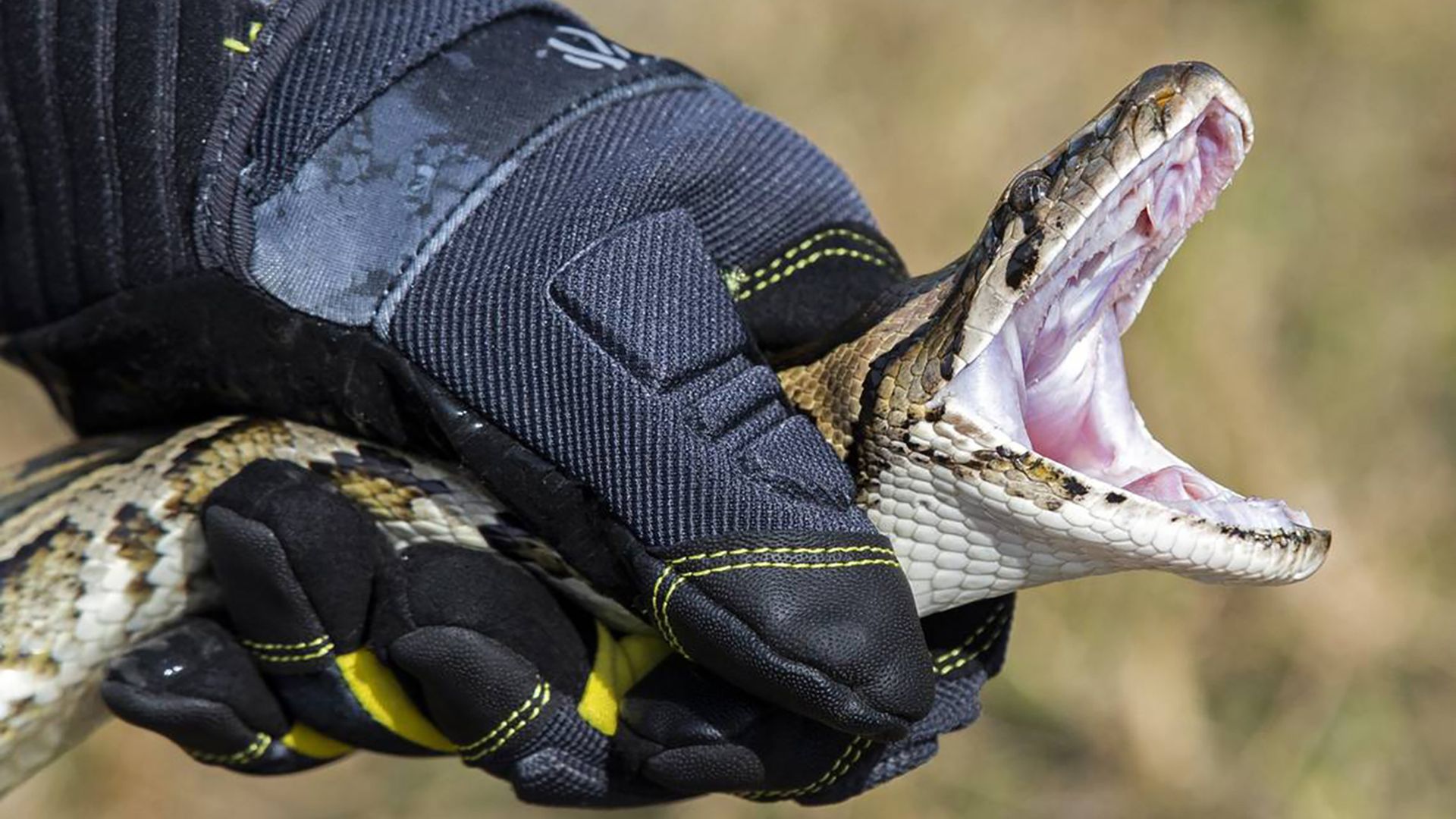  Python incentives and education specialist Robert Edman, with the Florida Fish and Wildlife Conservation Commission, demonstrates how to catch a python during an event promoting the Florida Python Challenge in 2020.