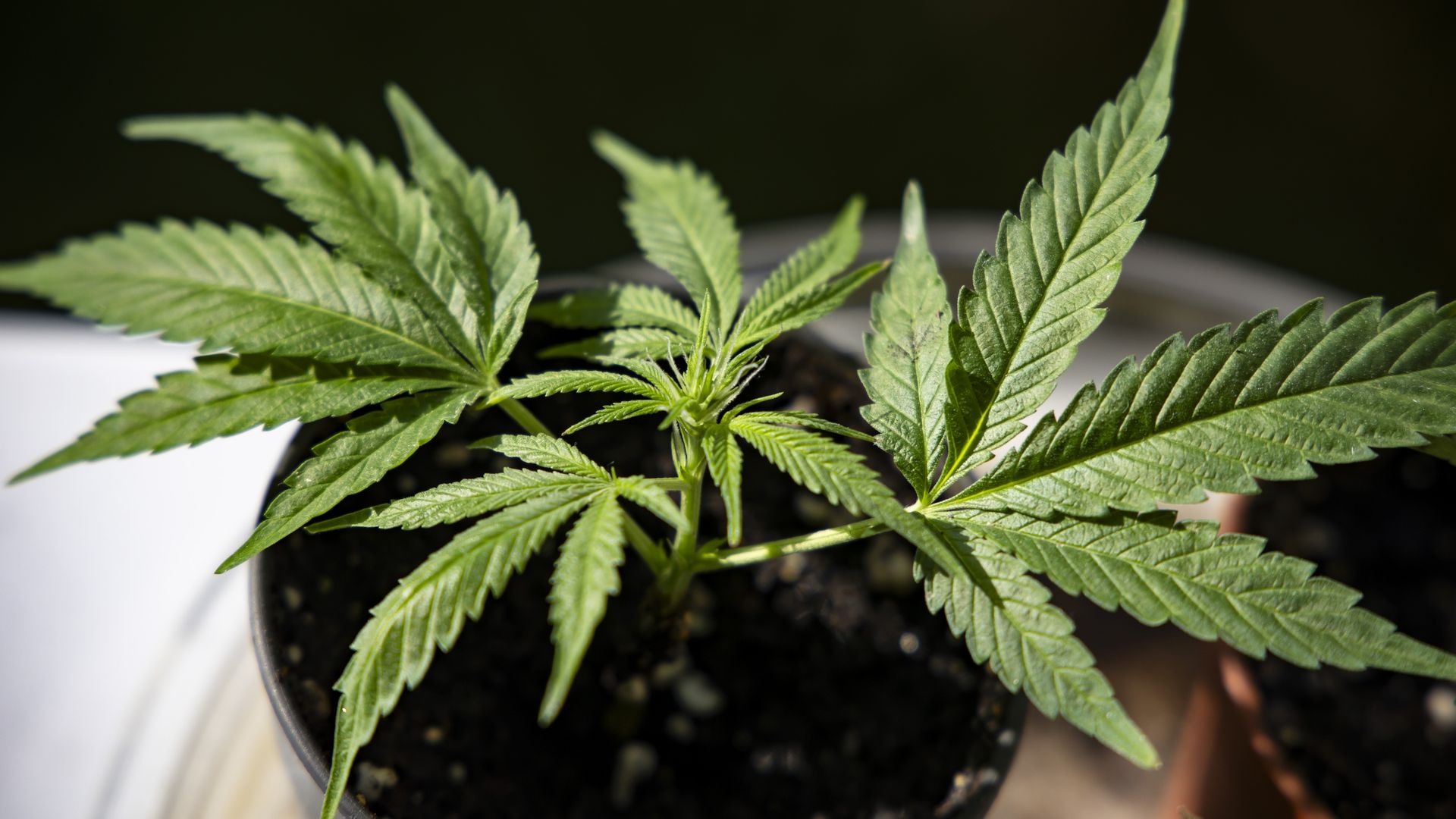 A marijuana plant is shown in a small pot, sitting on a table, photographed from above.
