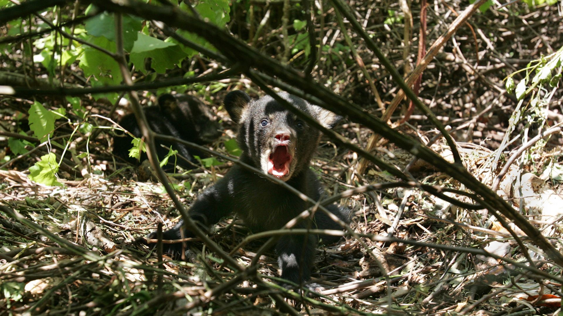 A bear cub growls.