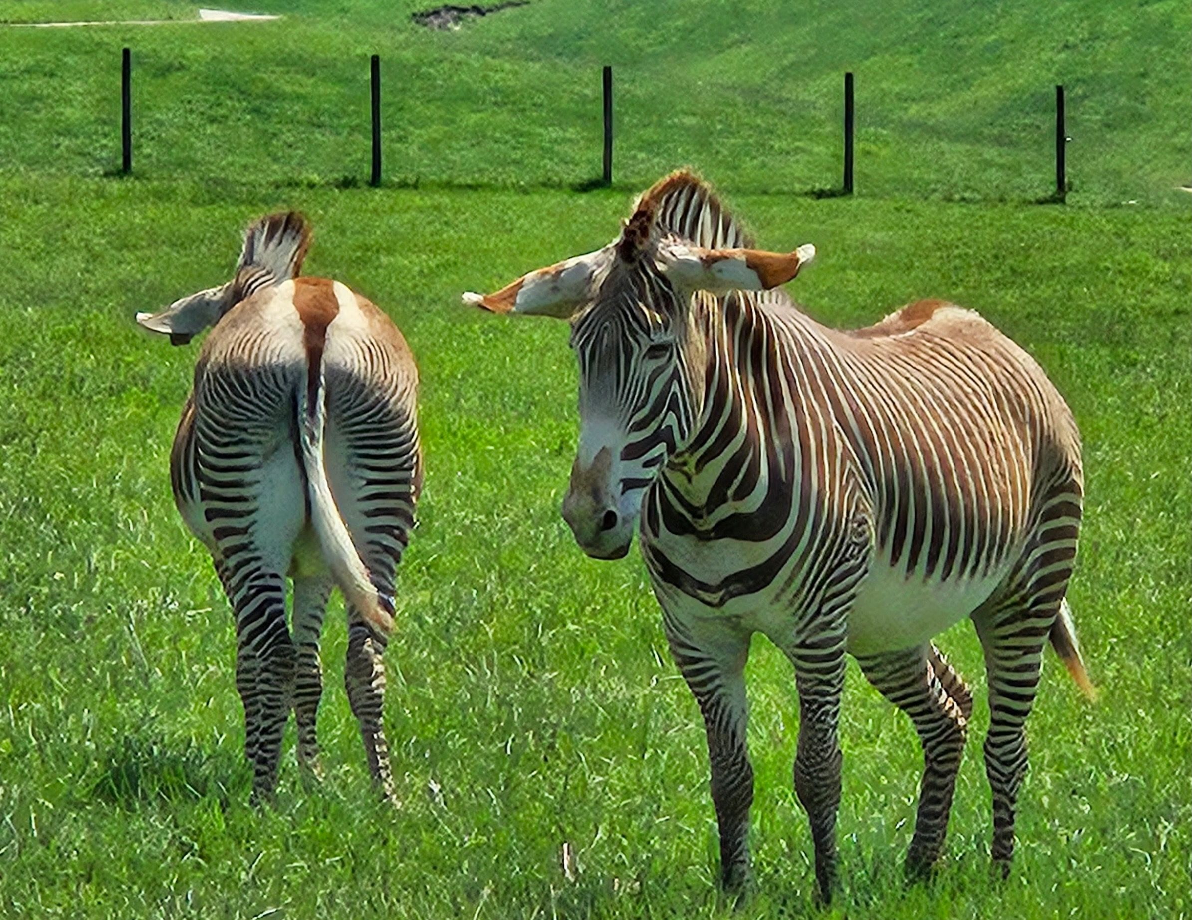 A Grevy's zebra in a pasture