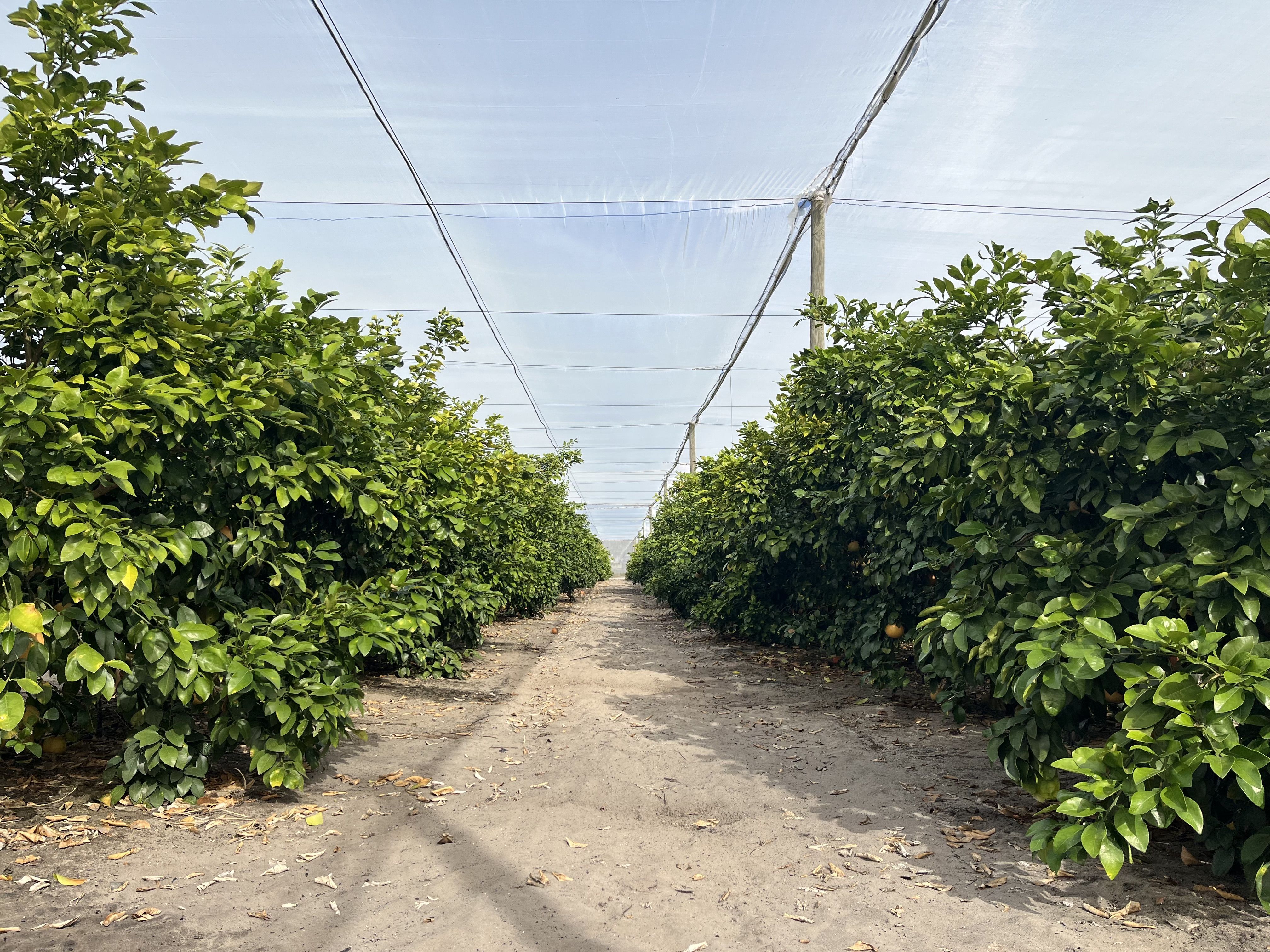Dirt path lined with rows of lush green grapefruit trees under a protective netting against a clear blue sky.