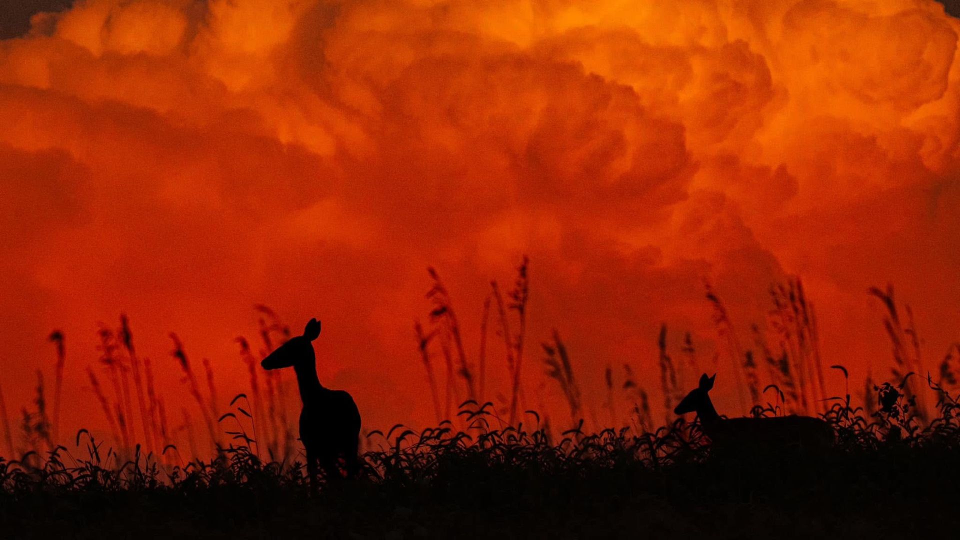 Silhouettes of two birds and tall grasses against a fiery orange sky with thick clouds; a long-neck bird stands in the foreground.
