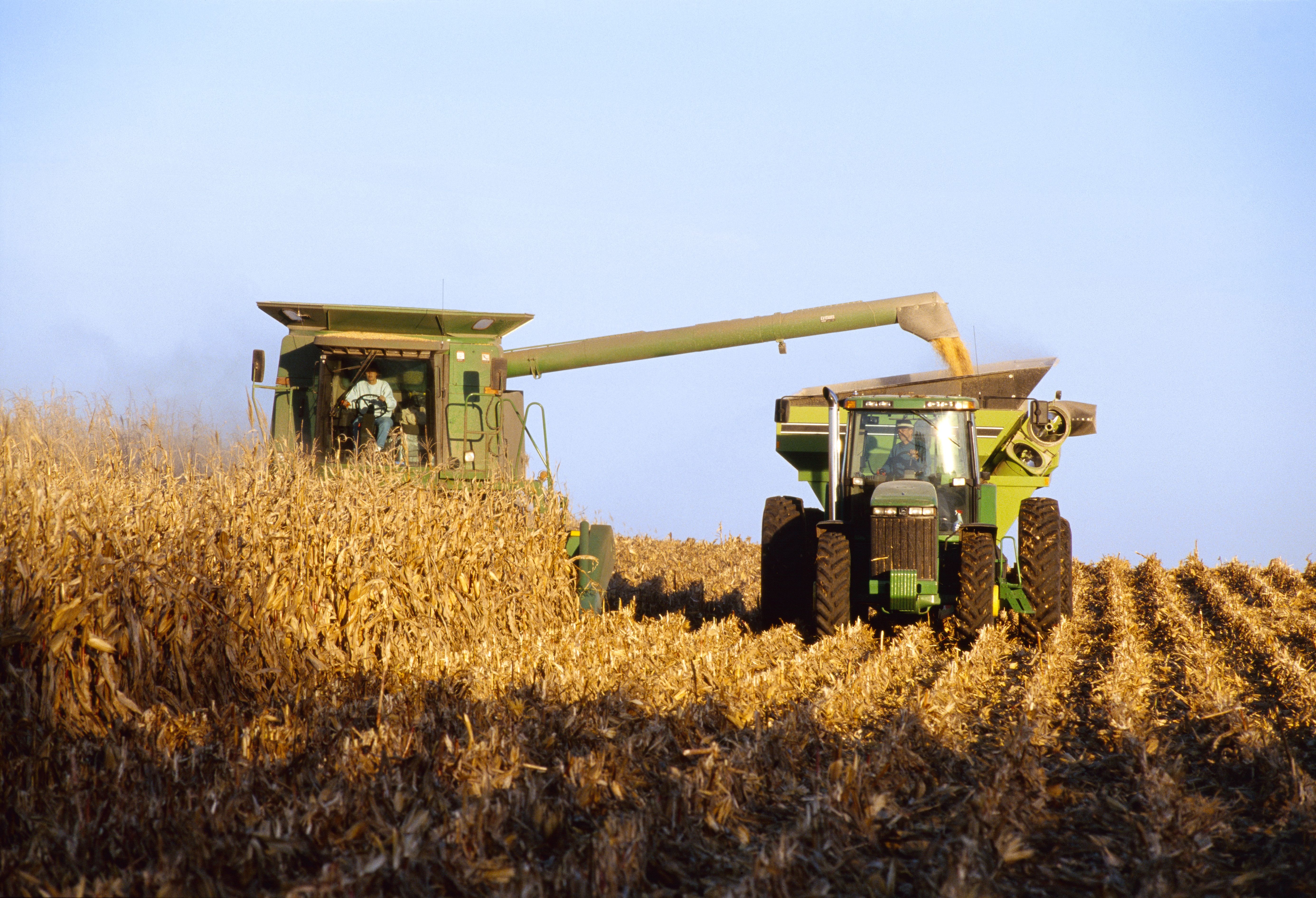 Photo of a tractor mowing down corn in an open field. 