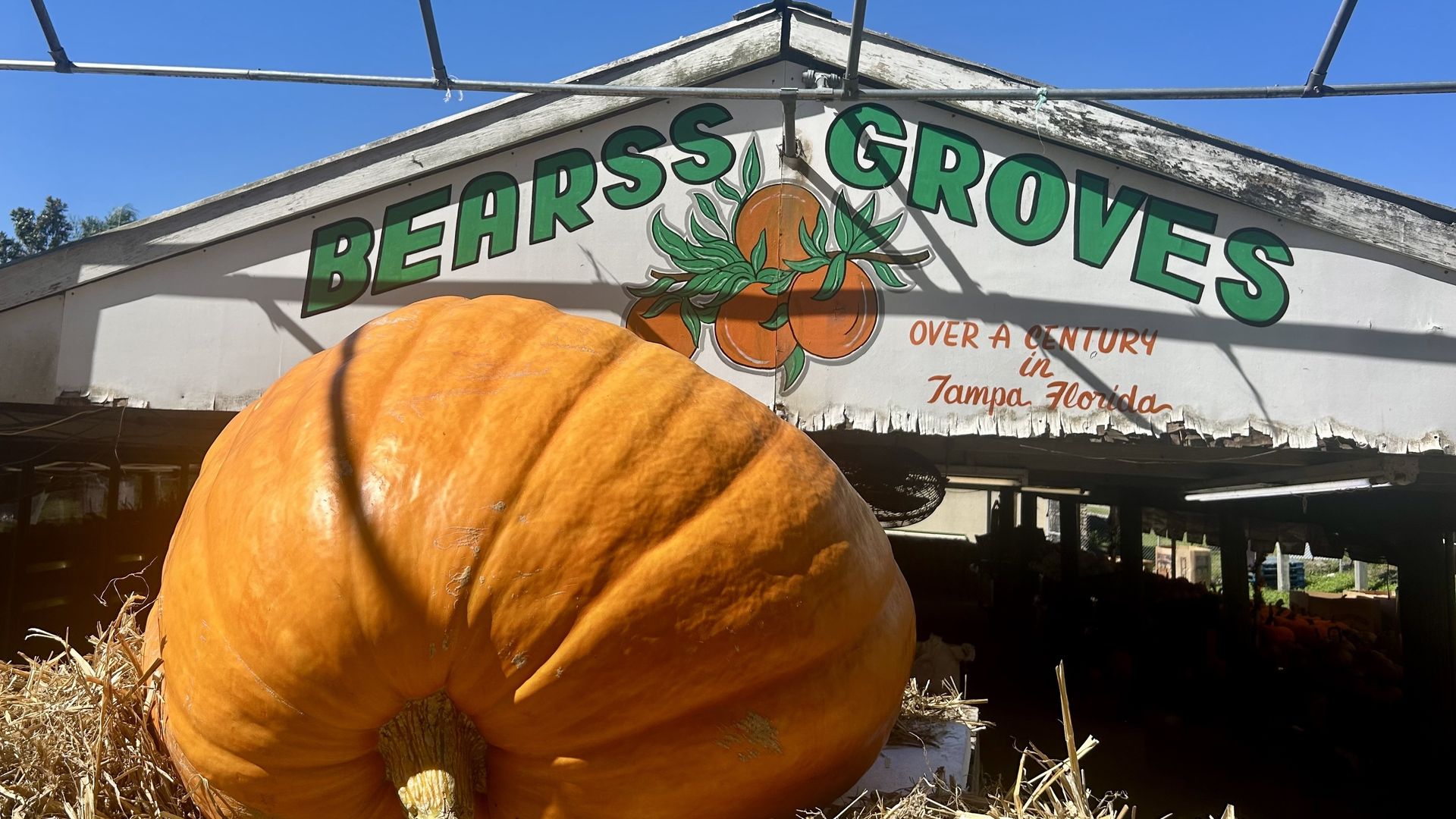 A very large pumpkin at Bearss Groves.