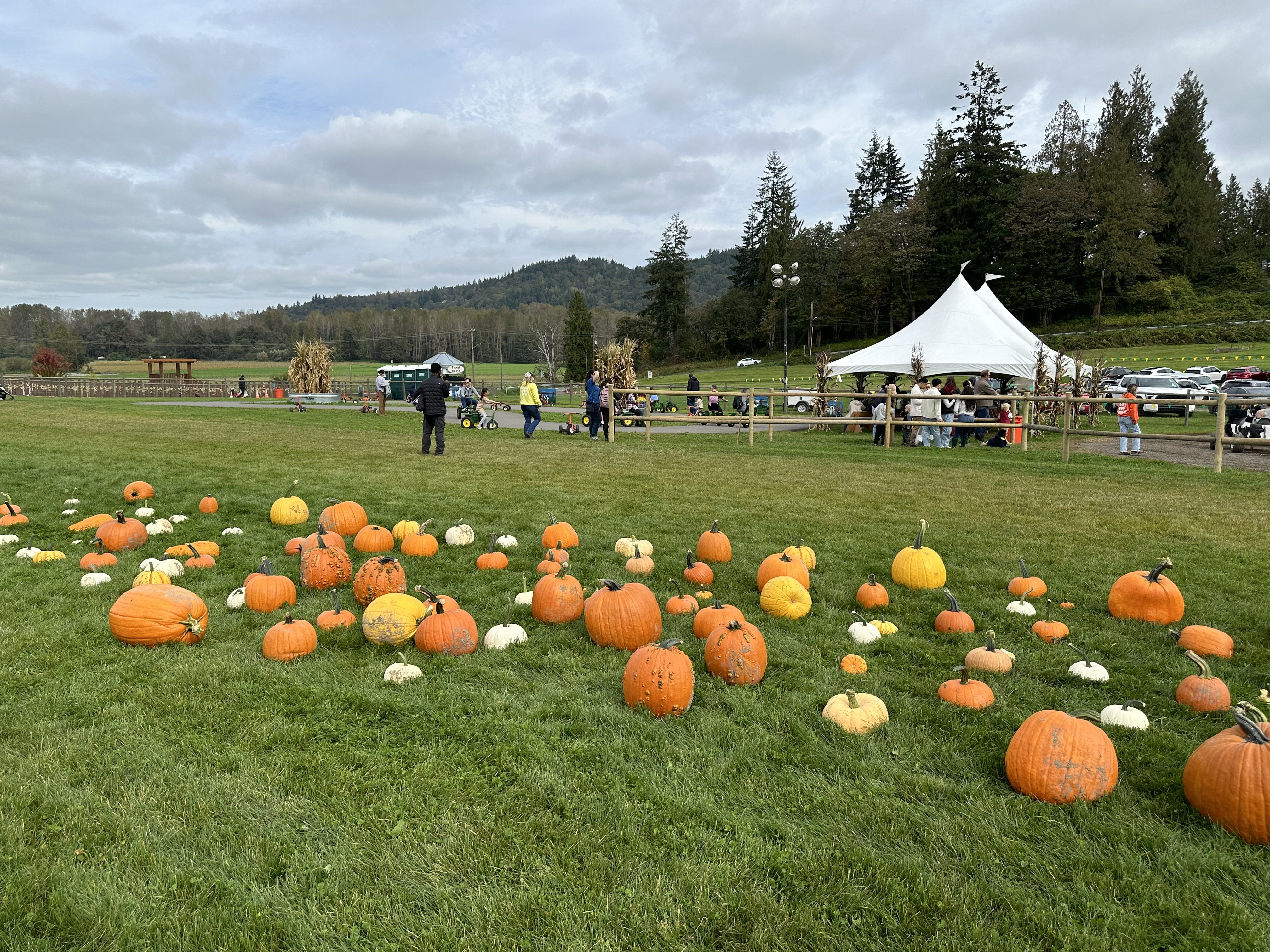 Prepicked pumpkins in a row with a trike track and white tent behind.