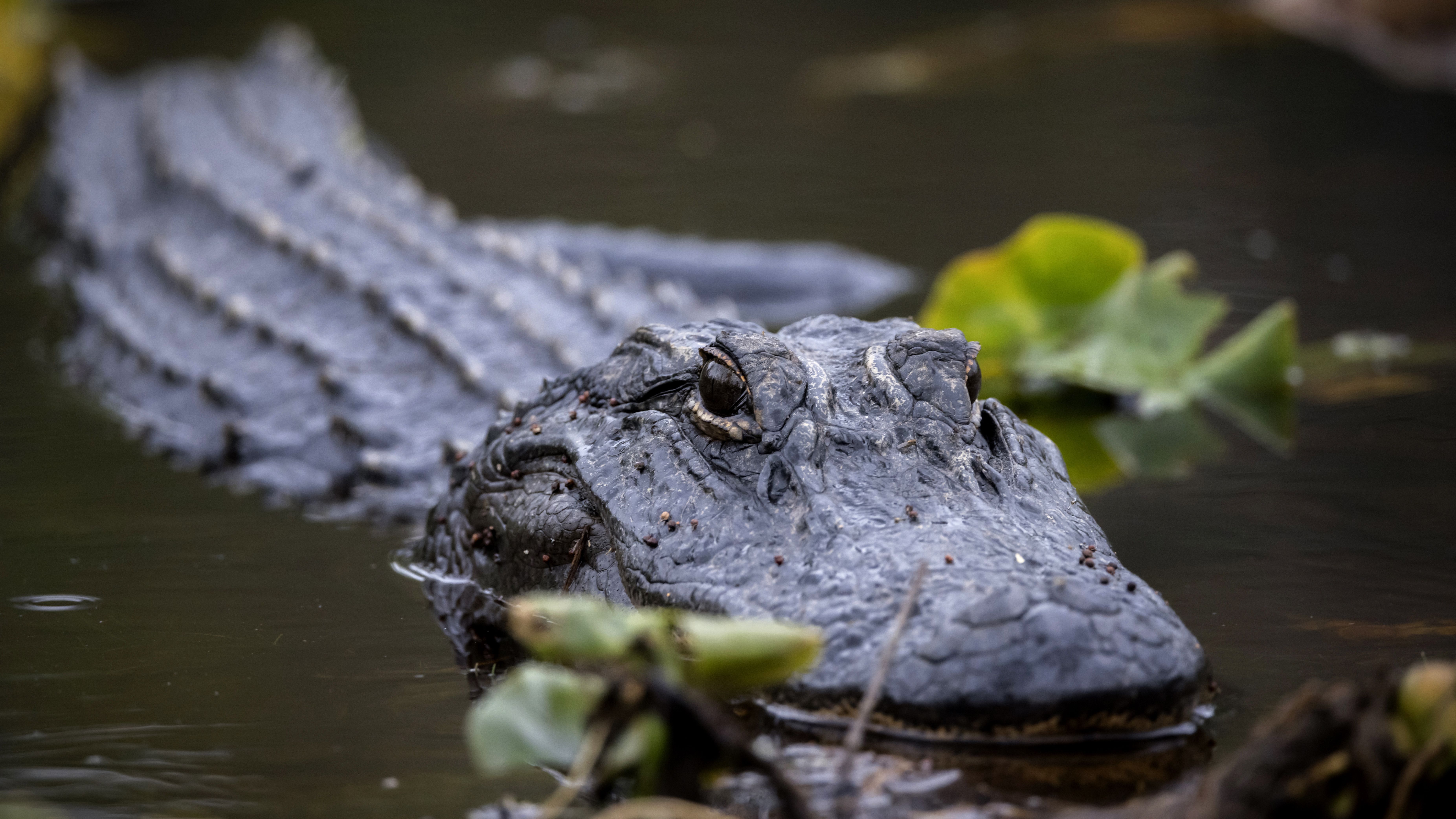 American alligator