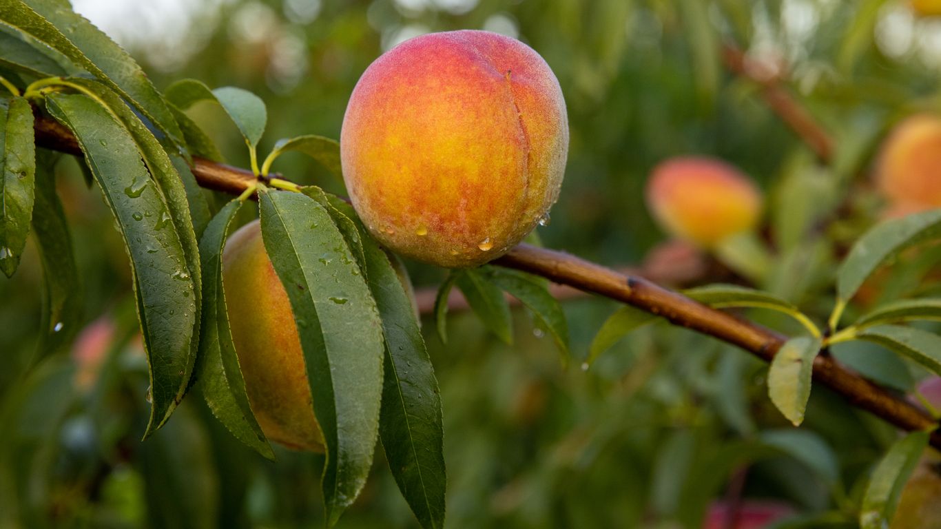 Georgia restaurant preserves peaches at their peak