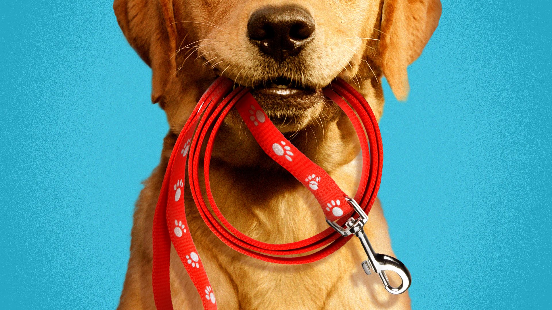 Illustration of a dog holding a leash in its mouth, and the leash forming a "no" symbol.