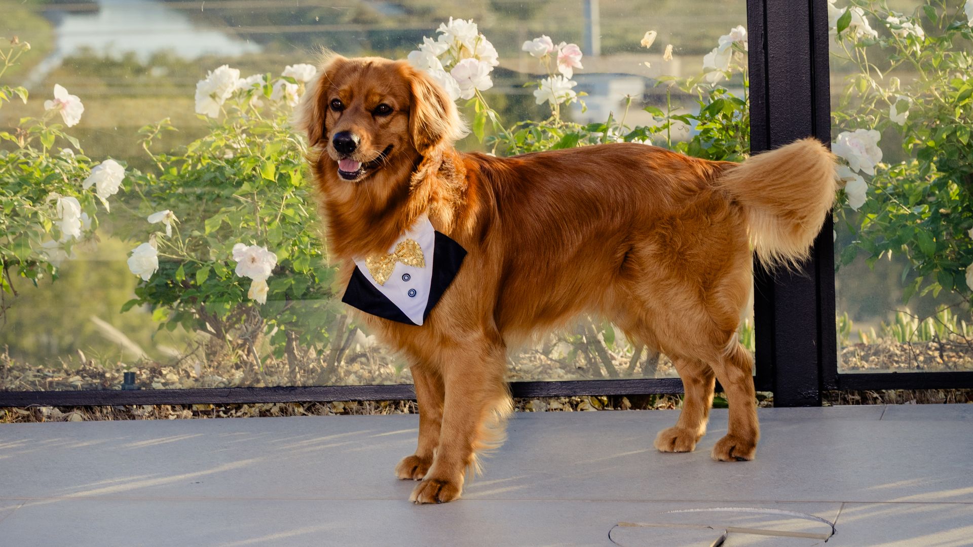 A golden retriever wearing a white and gold bow tie stands on a concrete path beside a glass wall, with white roses and green foliage blooming around it in warm daylight.