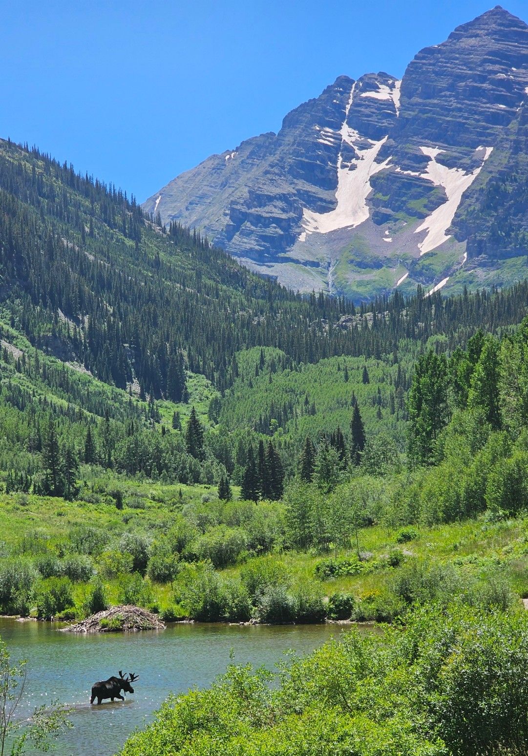 A moose walks through a lake with snow-capped peaks in the background.