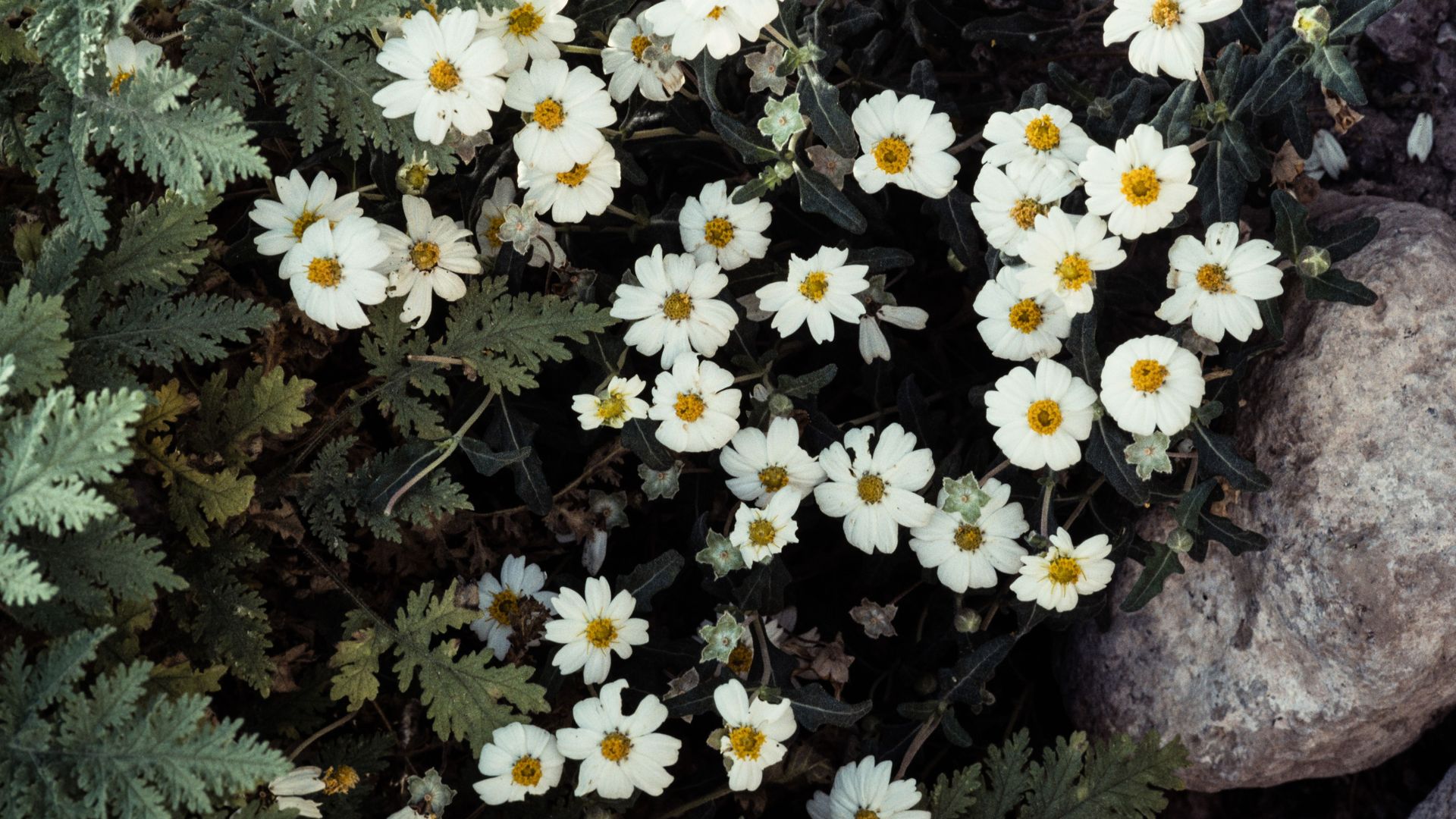 Blackfoot daisy, a plant native to Central Texas, in bloom. The white flower with a yellow center is seen from overhead with green leaves on the left and a gray rock to the right.