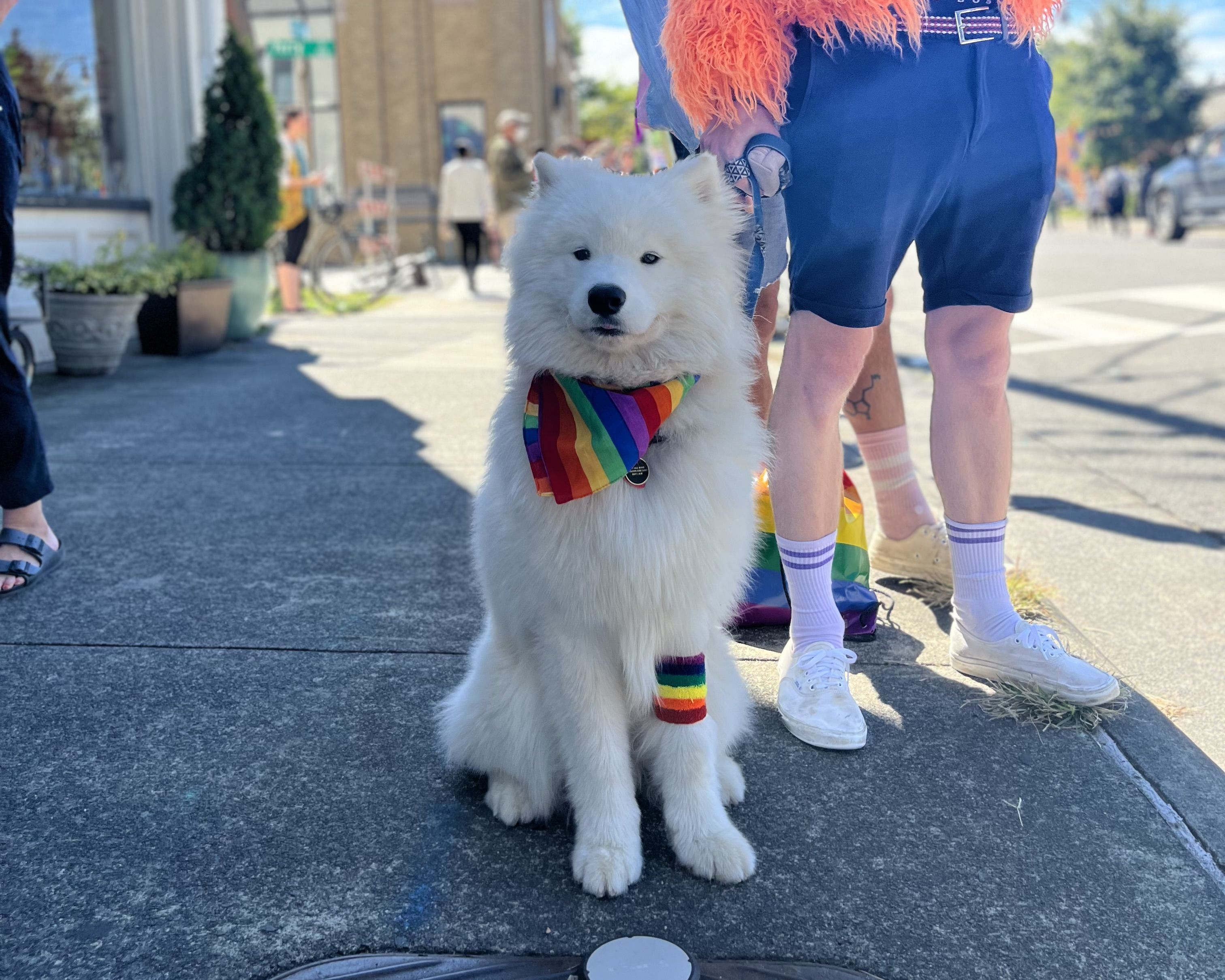 White fluffy dog sitting on sidewalk wearing rainbow bandana and rainbow leg band, with person in shorts, white shoes, and rainbow accessories nearby on sunny day.