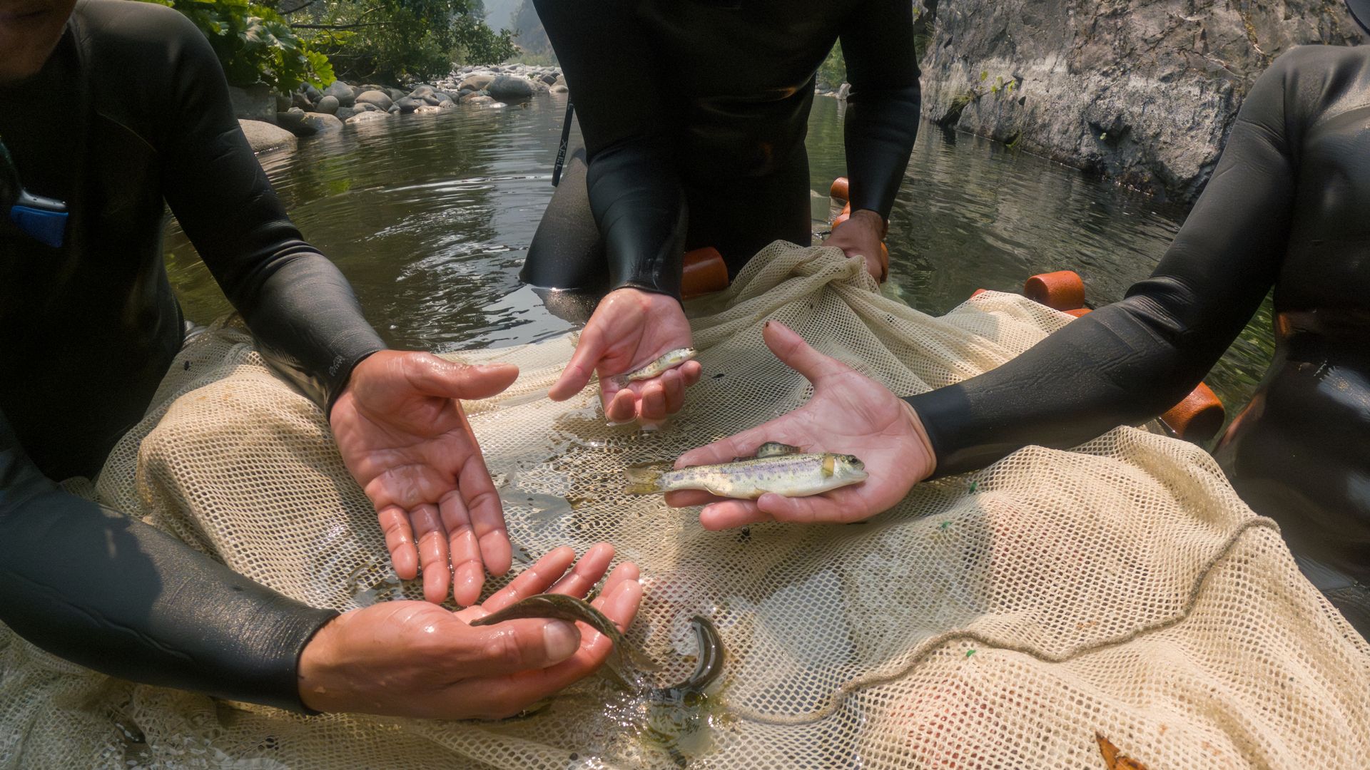 Three people in black wetsuits on a raft in a river, handling small fish on a mesh net. Rocky cliff and green vegetation line the bank.