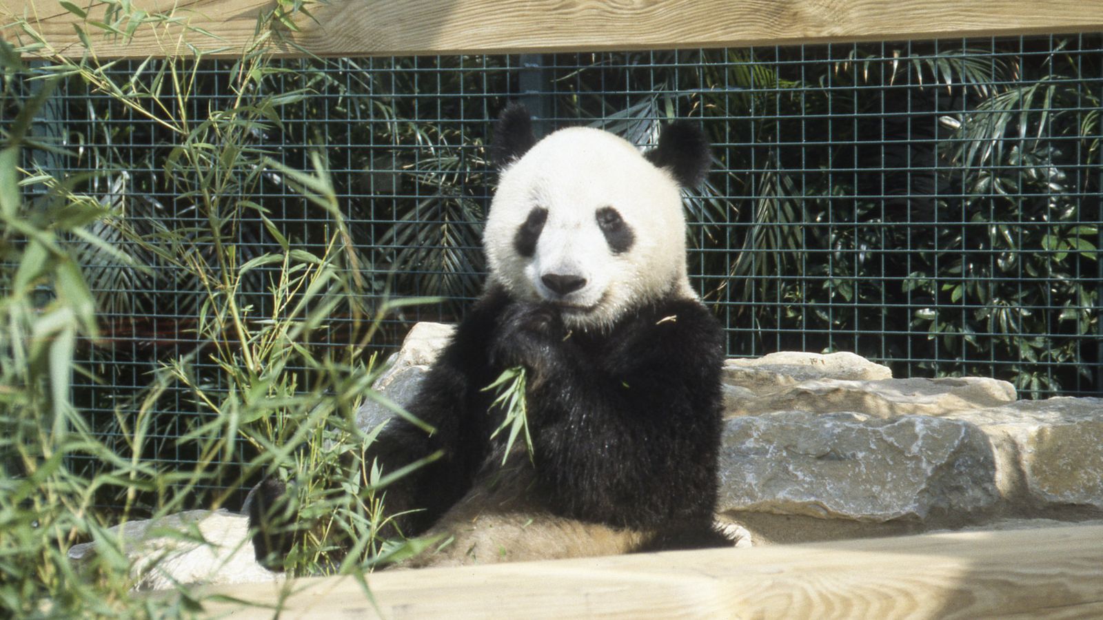 A look back on when the Columbus Zoo had pandas on display in 1992