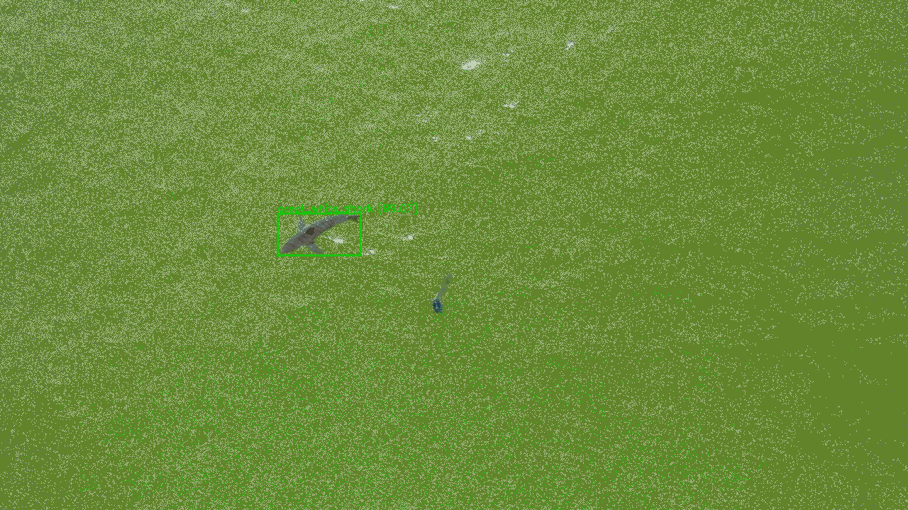 Top-down video of a shark with a computer-generated box identifying it as a great white