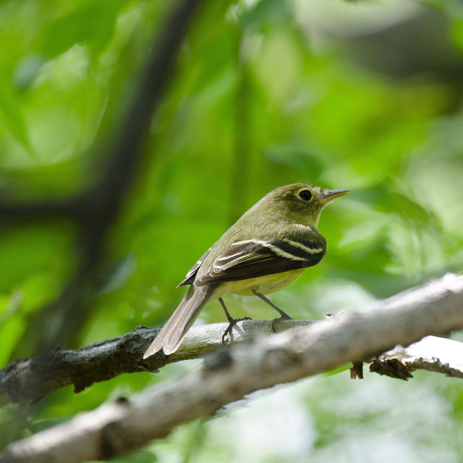 How Miami Dade residents can help birds migrate safely Miami