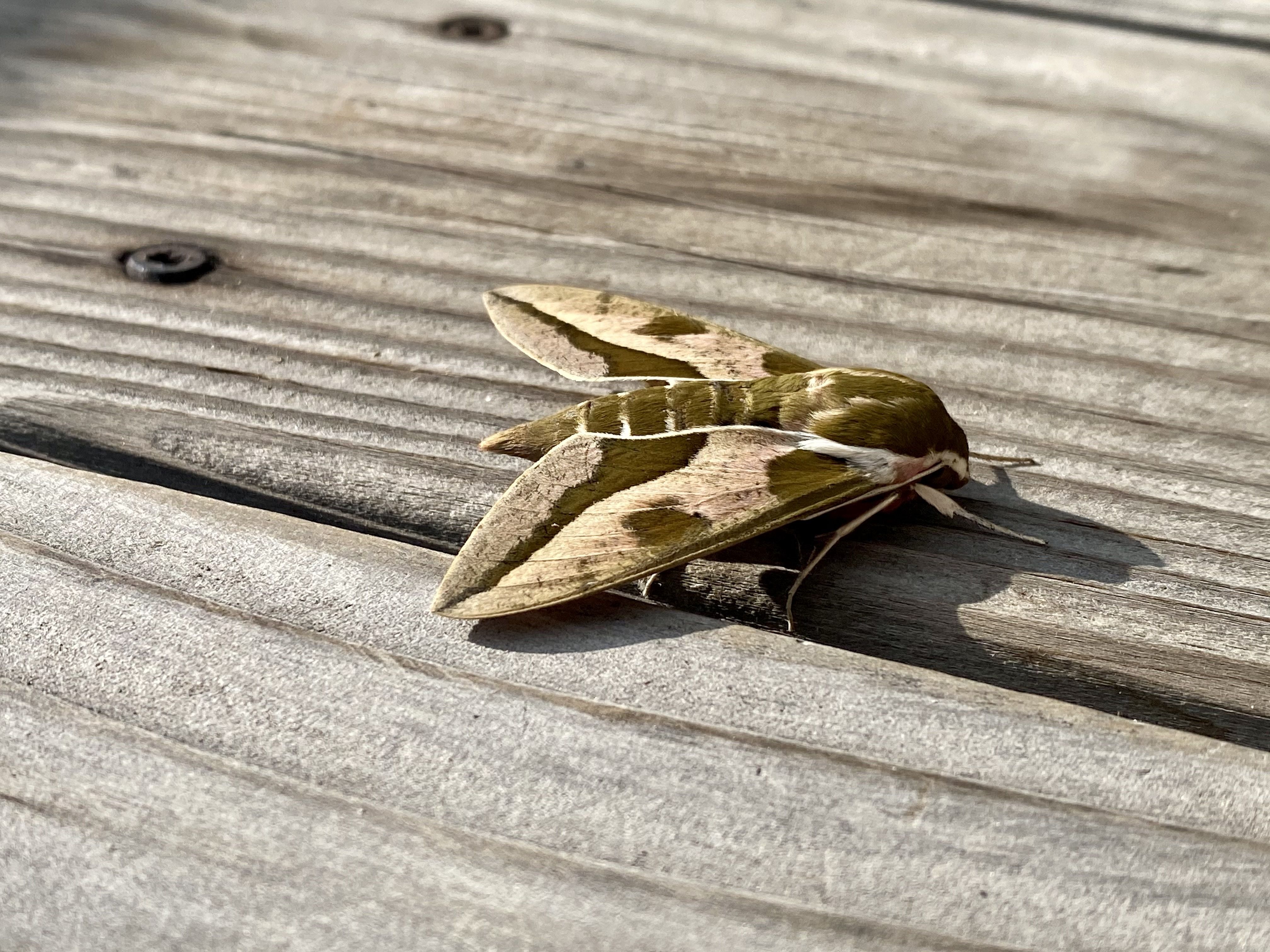 First spurge hawk moth identified in Denver - Axios Denver