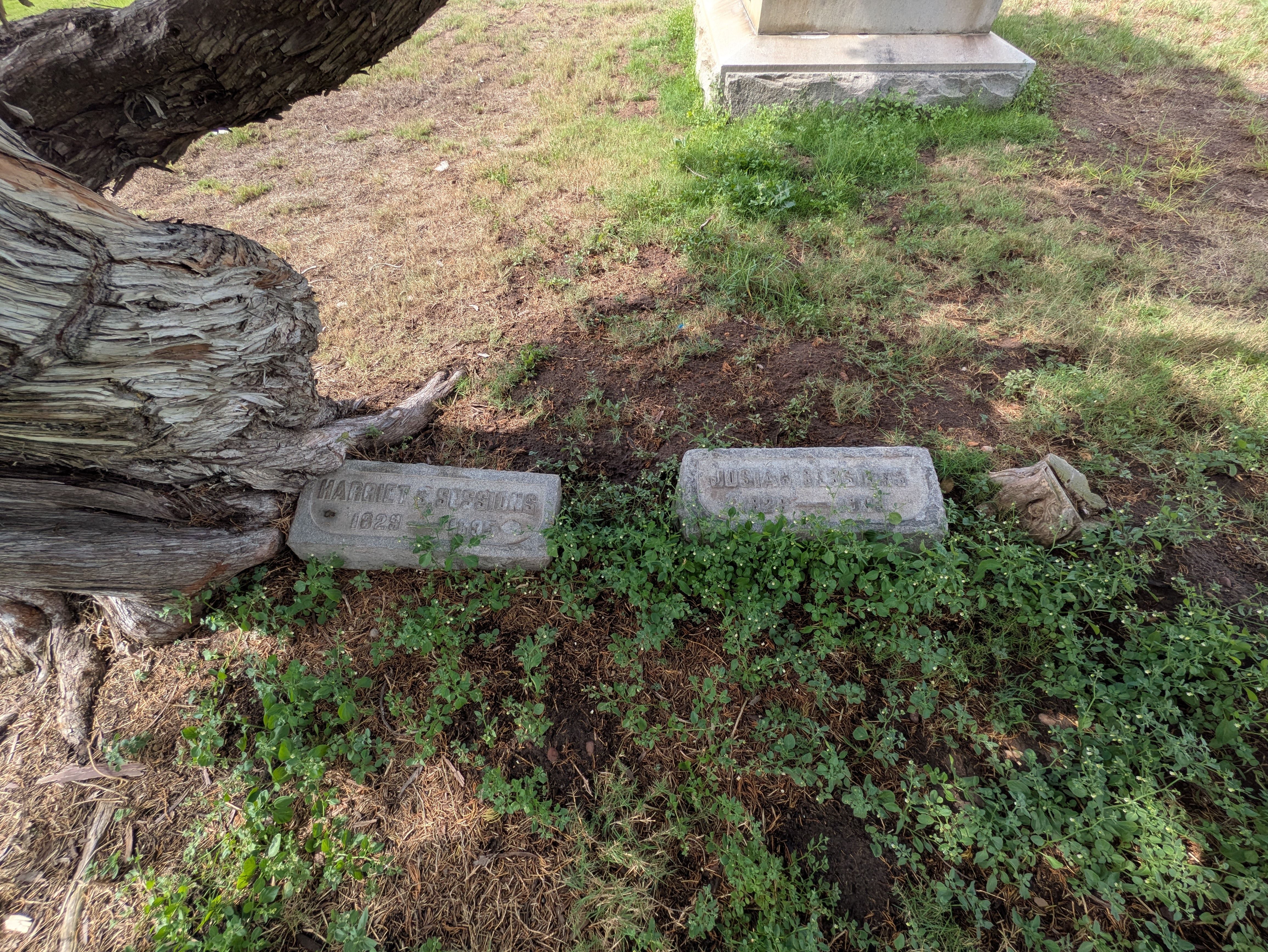 Overhead view of an old cemetery: a large left-leaning tree trunk, weathered tombstones partly buried in dry grass and weeds, and a gray monument on a concrete base in the background.