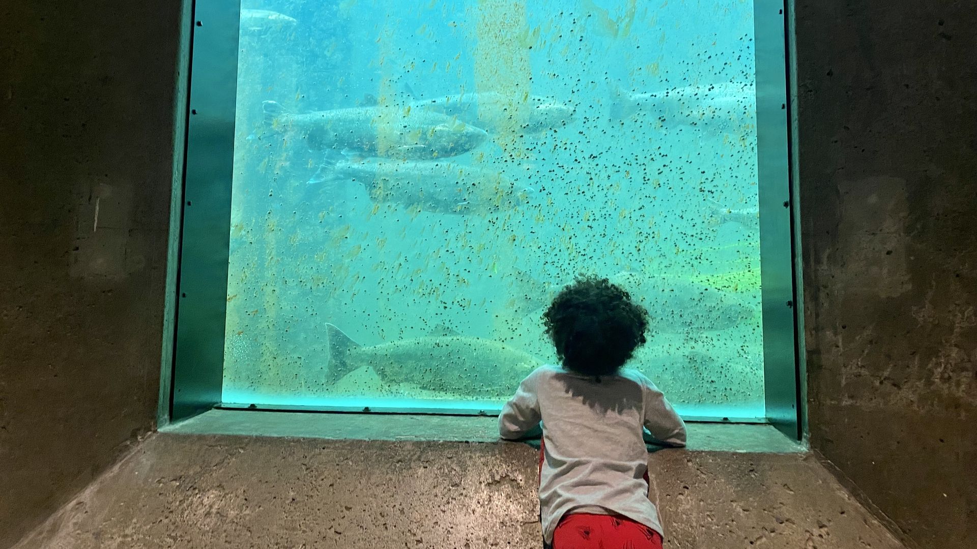 A toddler leans against the glass to watch fish climb the ladder at the Ballard Locks.