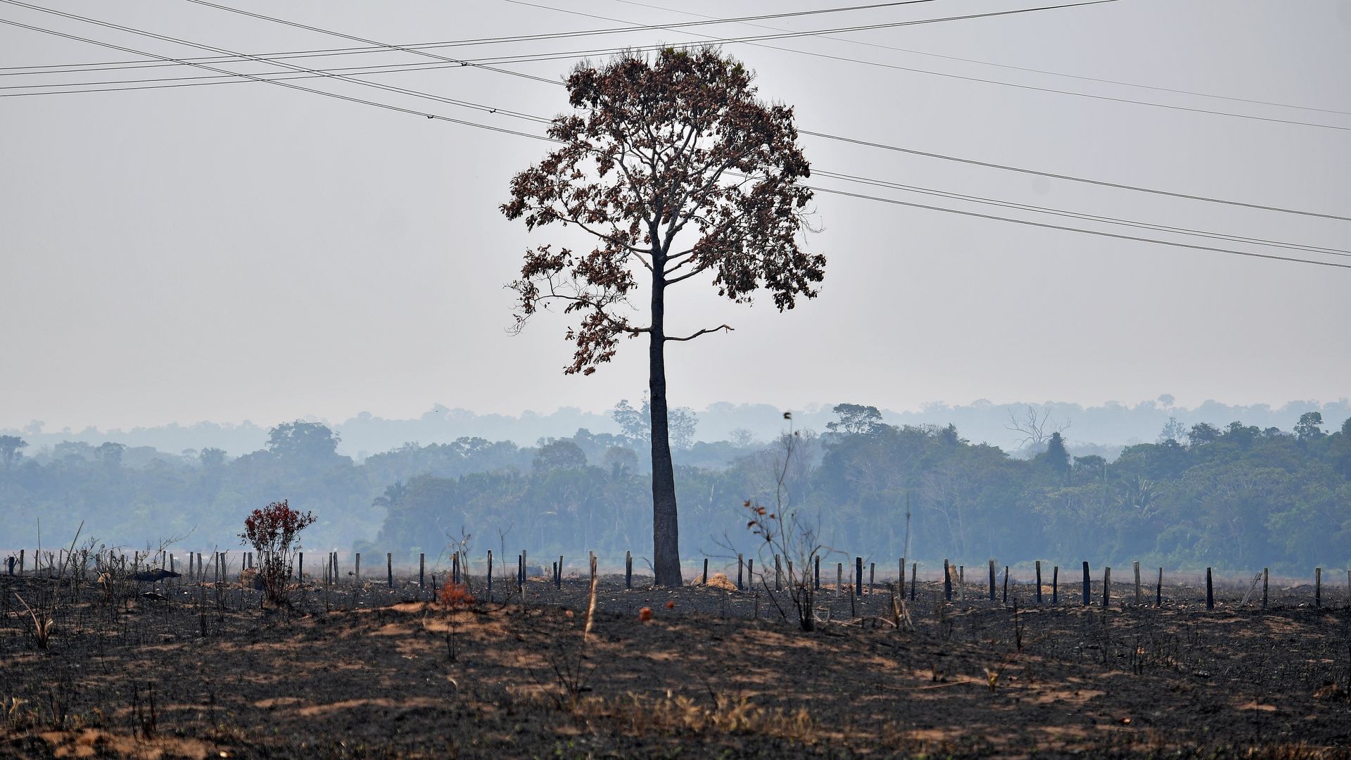 Single burnt tree standing in a deforested area near Porto Velho in Brazilian Amazon