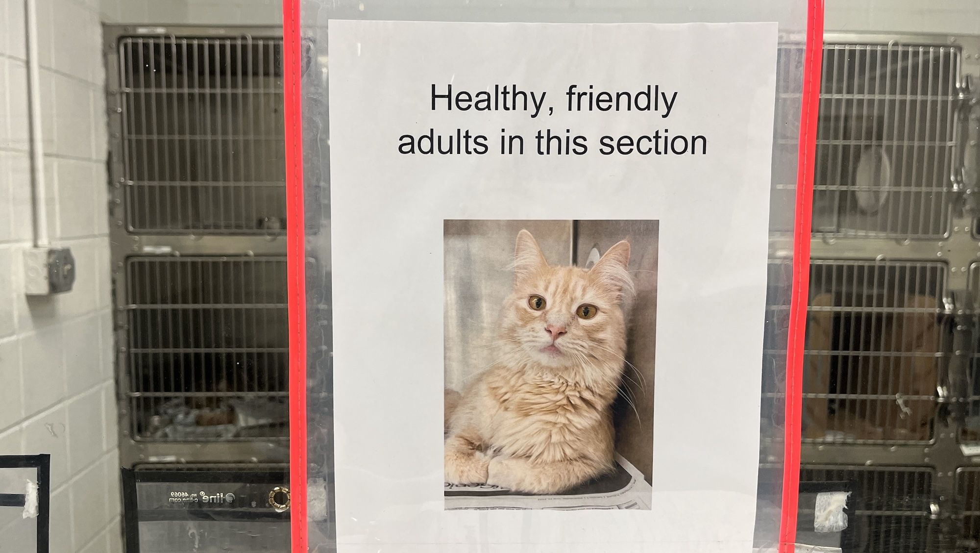 Sign on a glass door reading "Healthy, friendly adults in this section" with photo of a light orange cat lying down, behind the door are metal cages in a white tiled room.