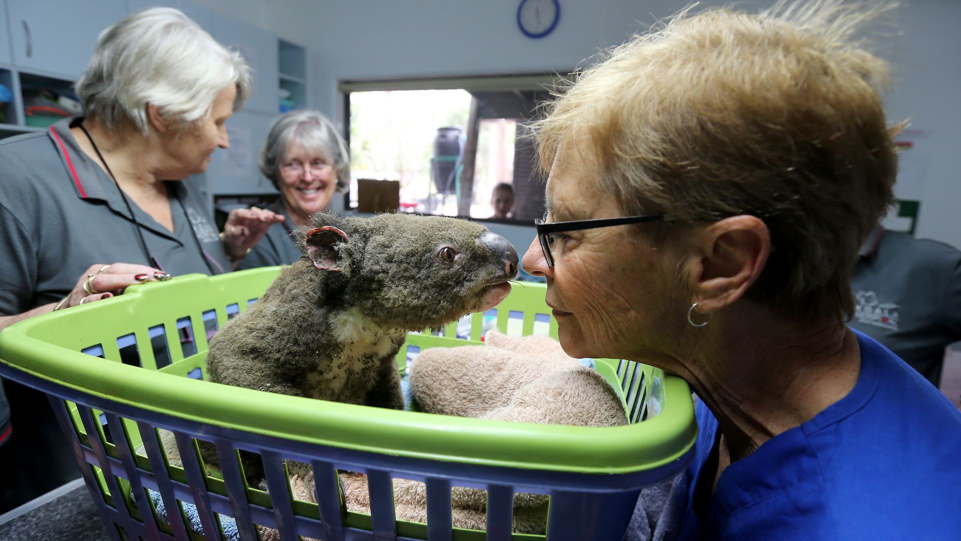 Sheila Bailey, Judy Brady and Clinical Director Cheyne Flanagan tend to a koala named Paul from Lake Innes Nature Reserve as he recovers from burns at The Port Macquarie Koala Hospital 