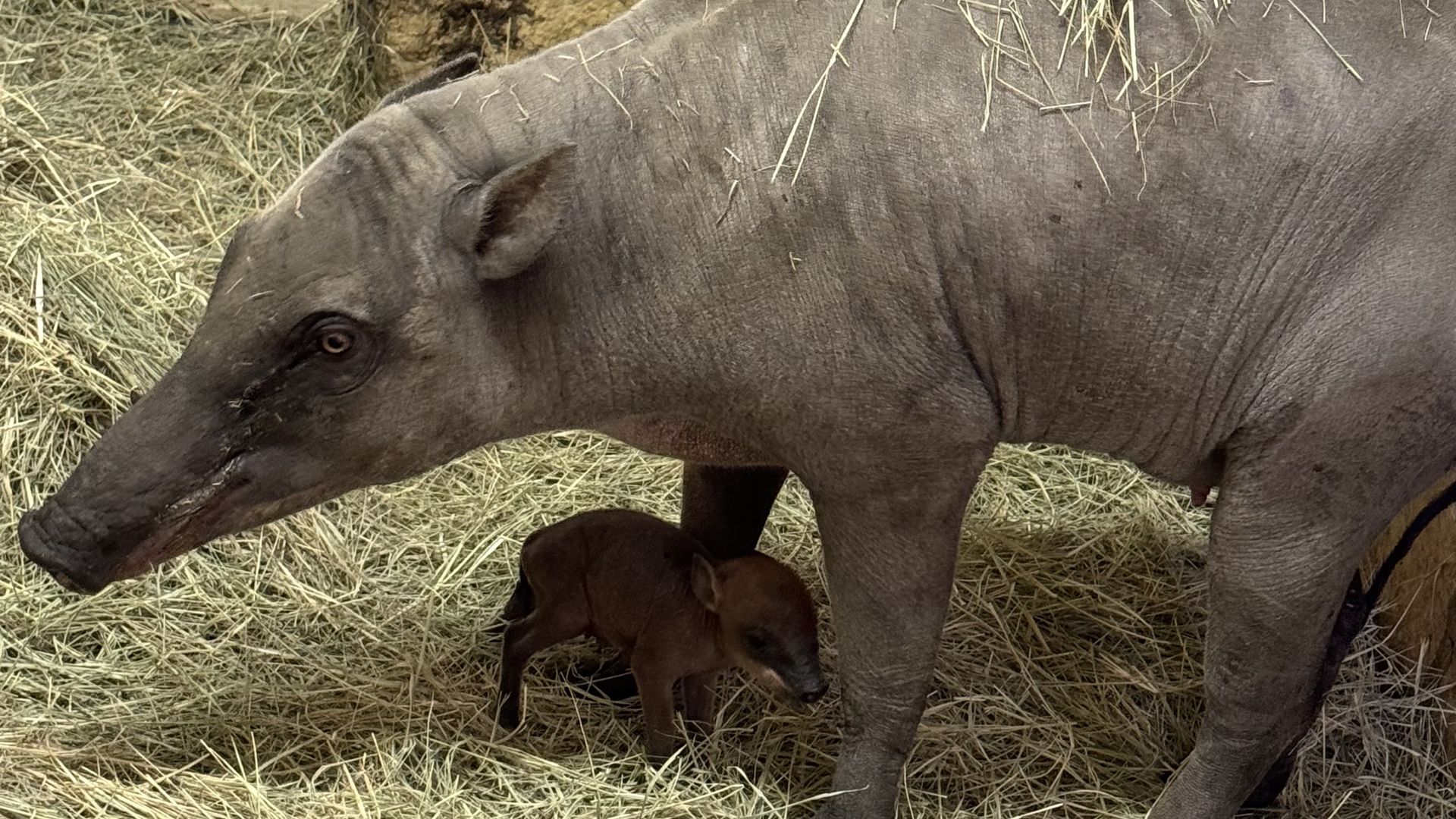 A mother babirusa with her baby. 