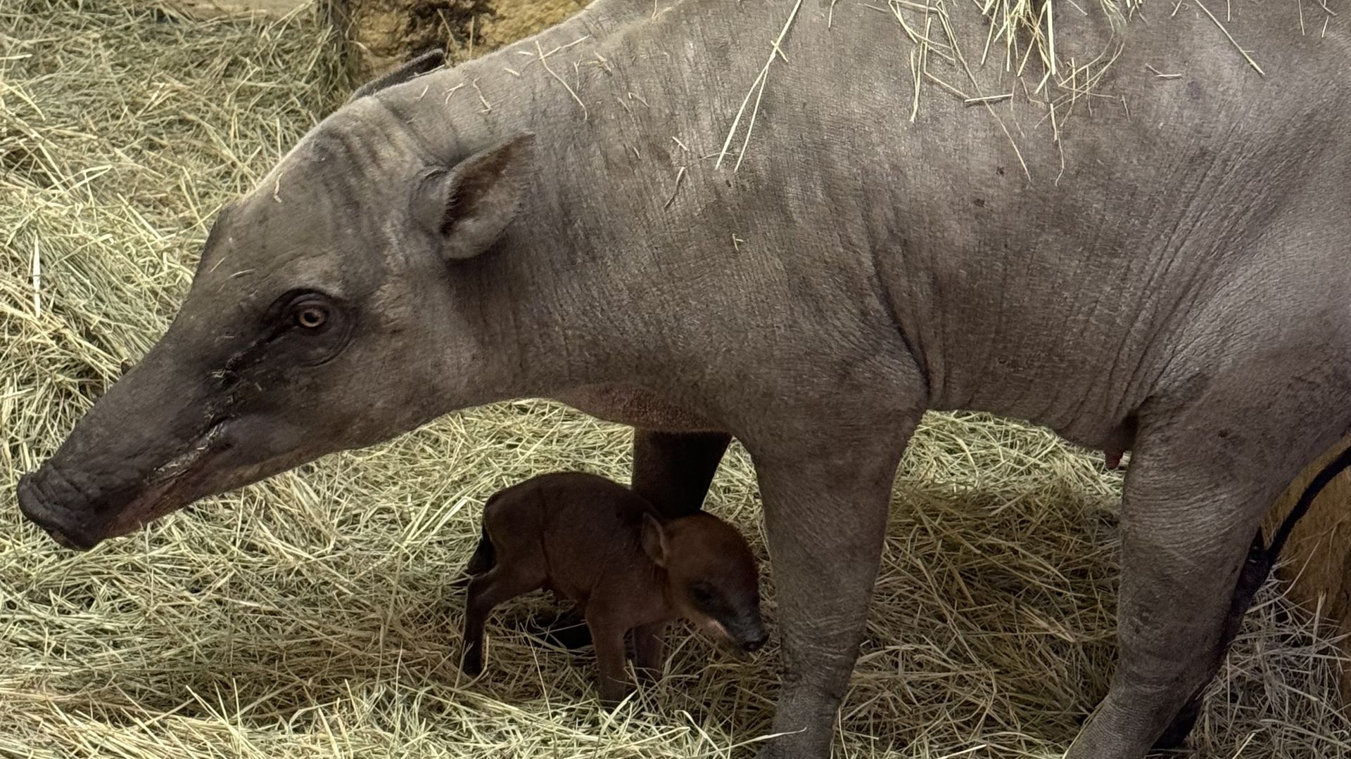 A mother babirusa with her baby.