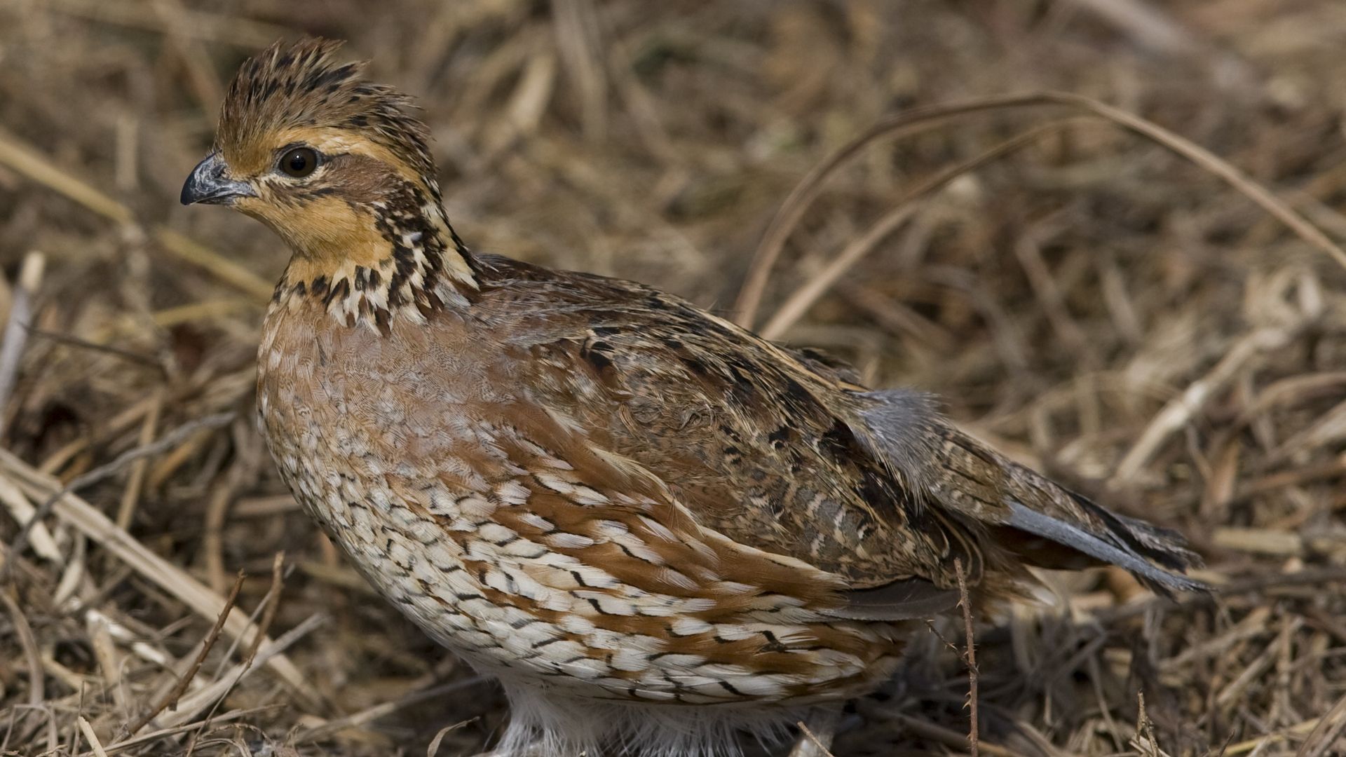 A Northern Bobwhite Quail walks through natural grasslands on the WW Ranch. 