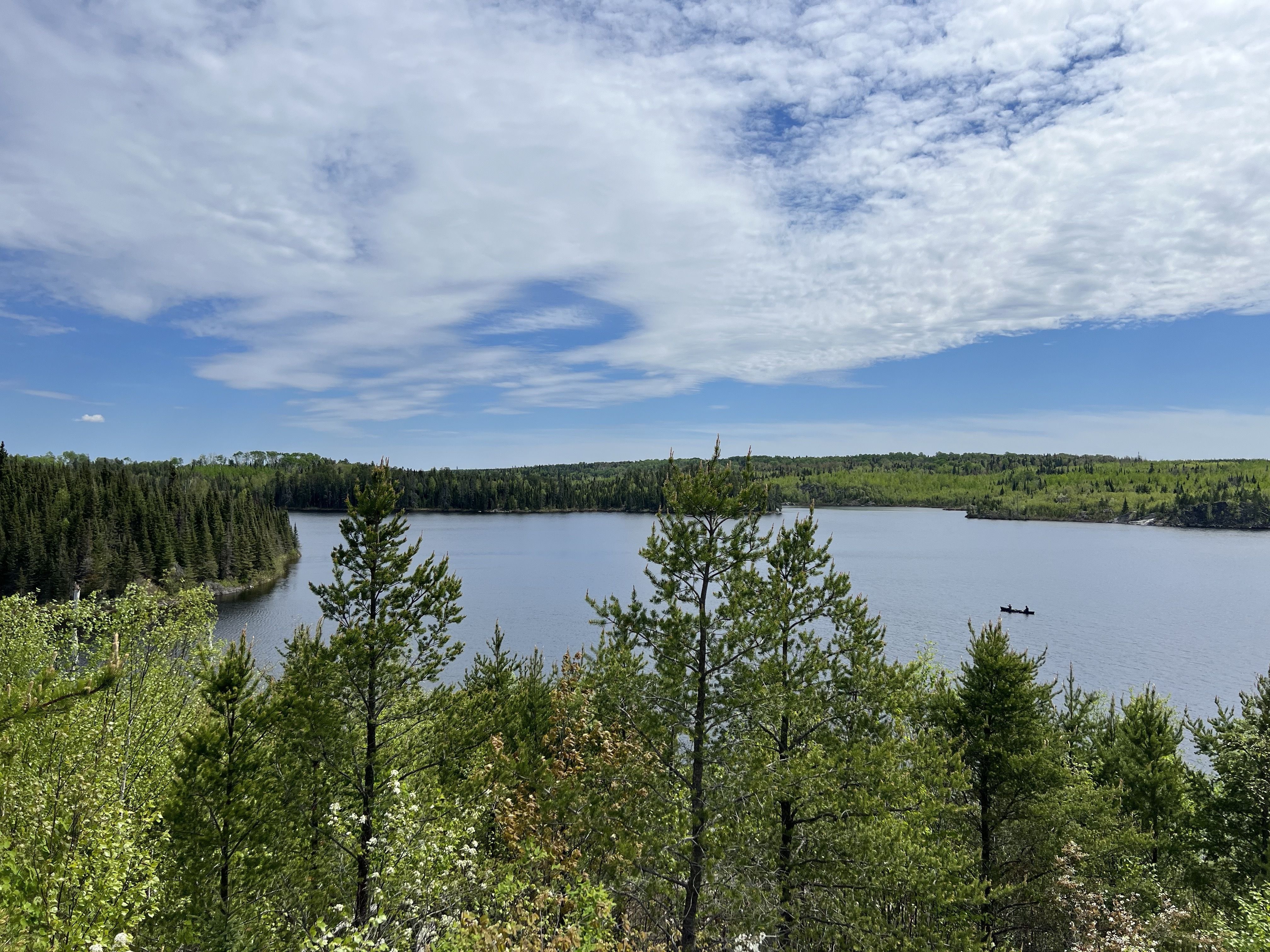 trees with water in the distance