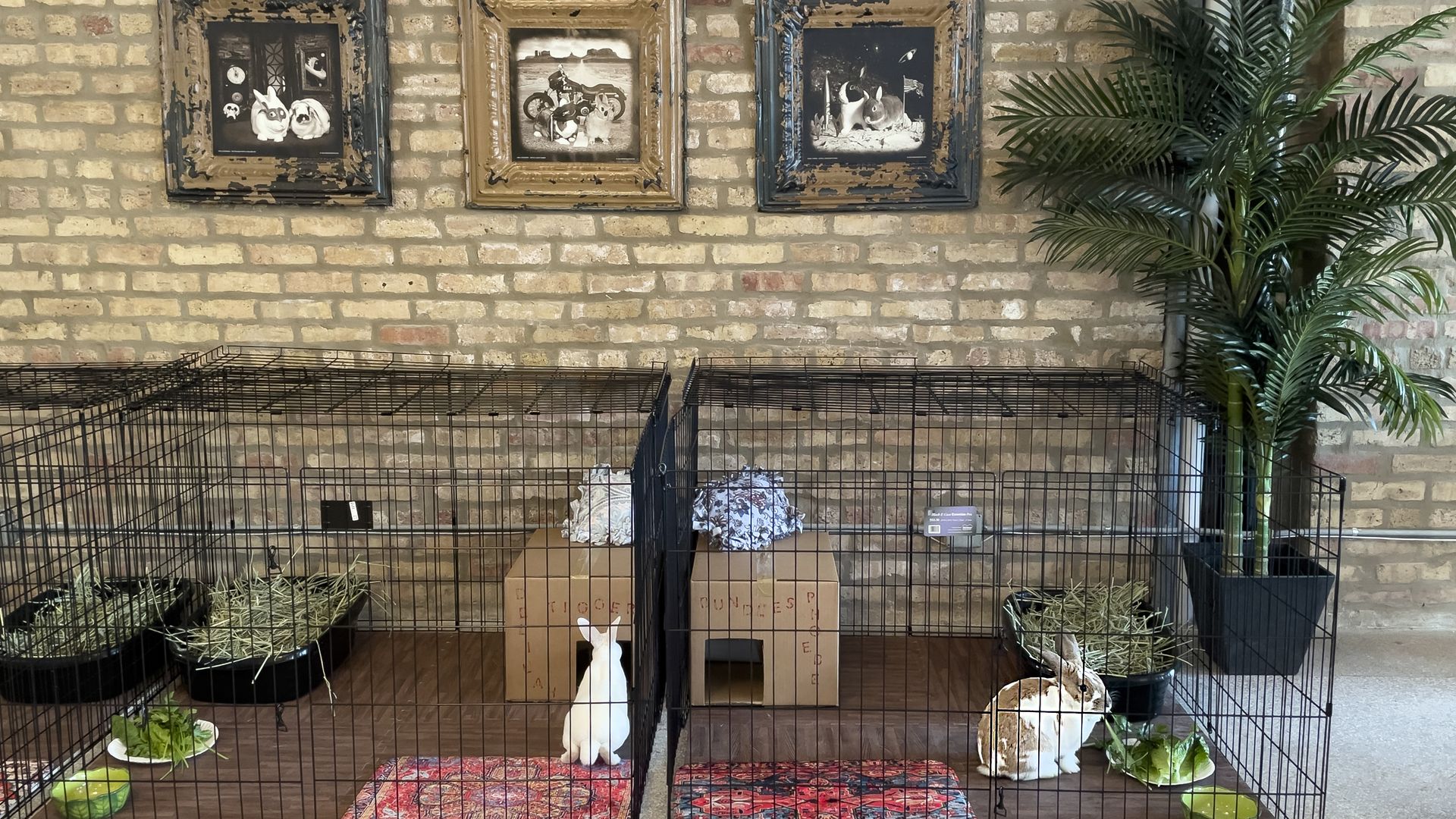 Two rabbit in furnished hutches