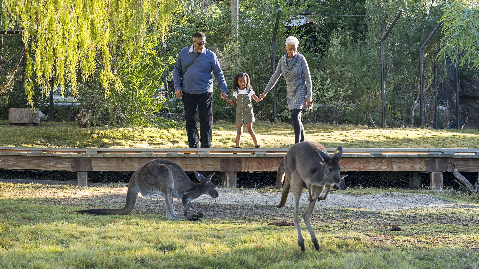 Grandparents hold hands with their granddaughter as two kangaroos hop by. 