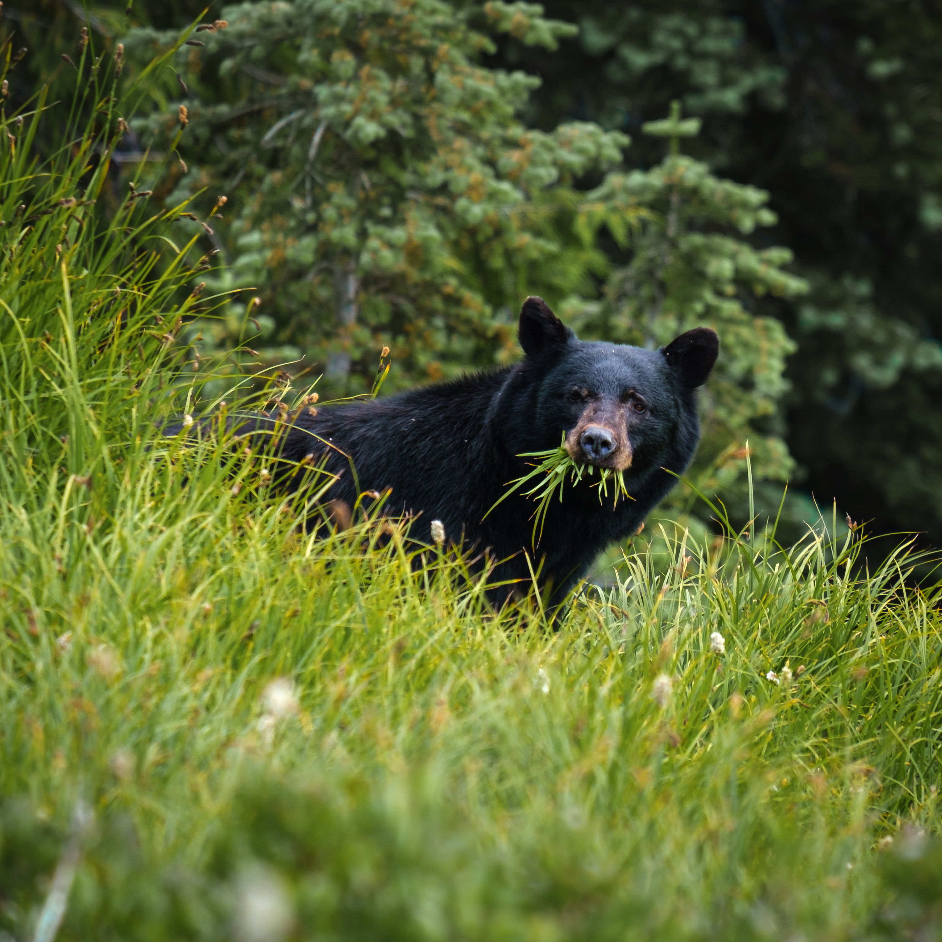 A black bear with a mouthful of grass looks up.
