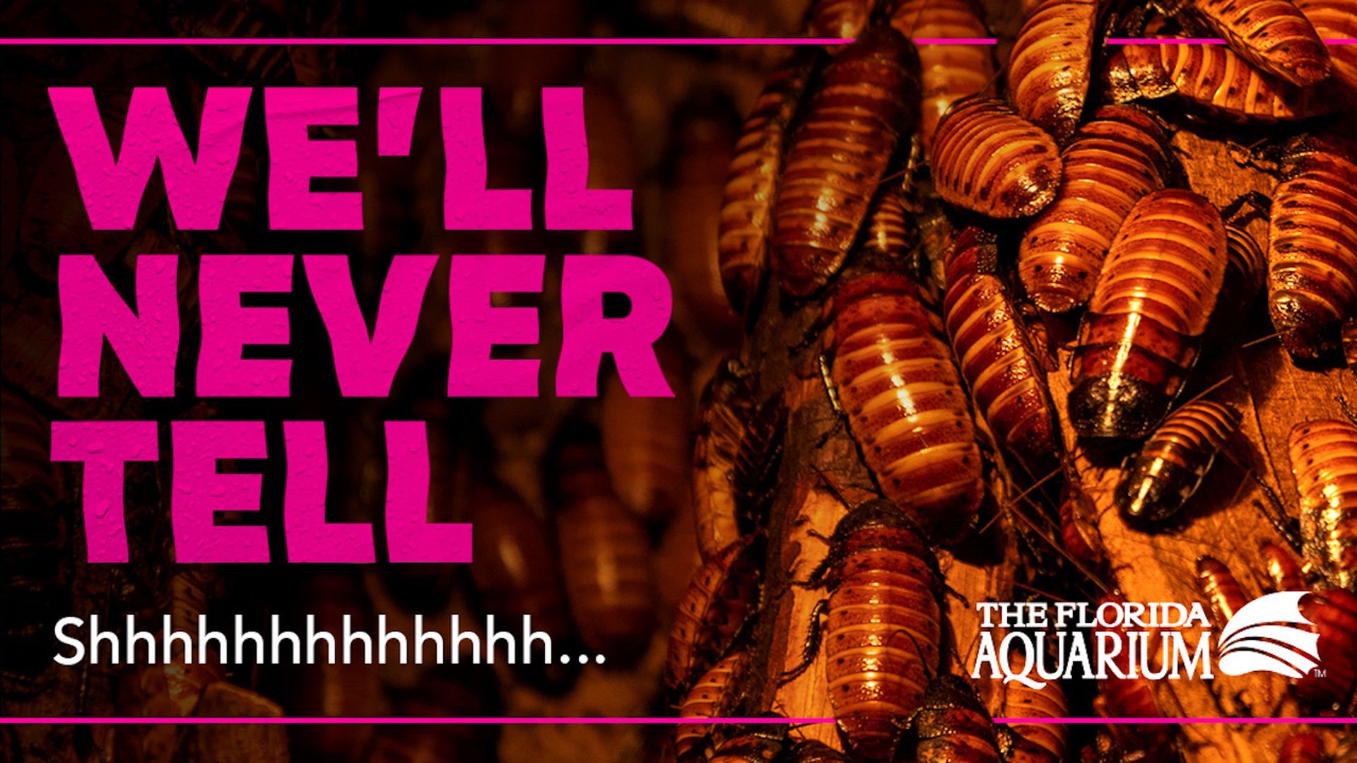 A graphic that says "We'll never tell... shhhh. and has the florida aquarium logo, over top a picture of hissing cockroaches