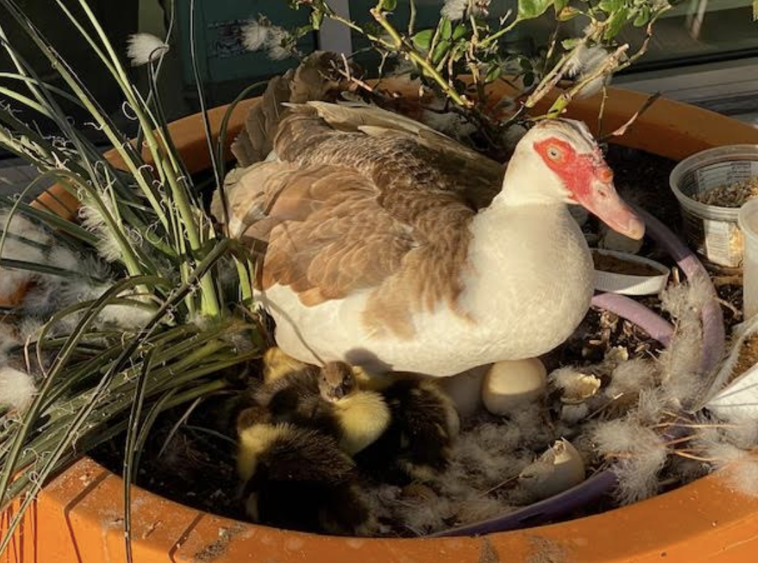 A photo of a duck in a pot.