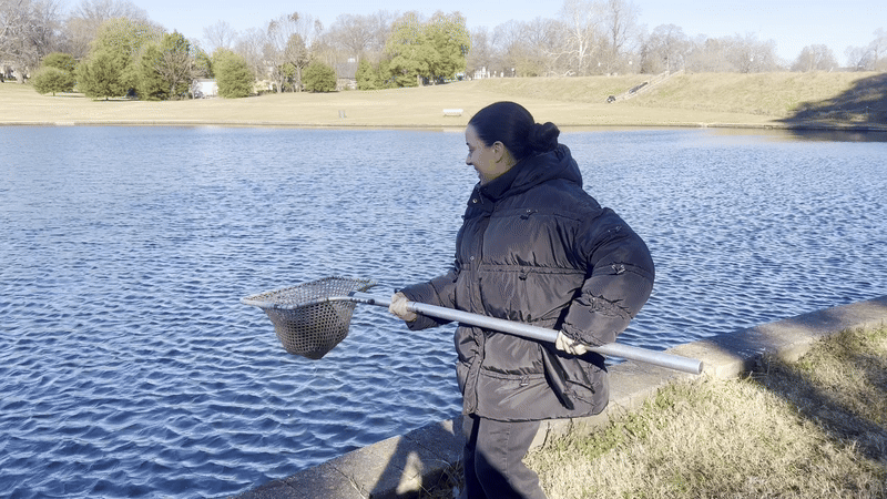 A video of a woman throwing trout into a lake