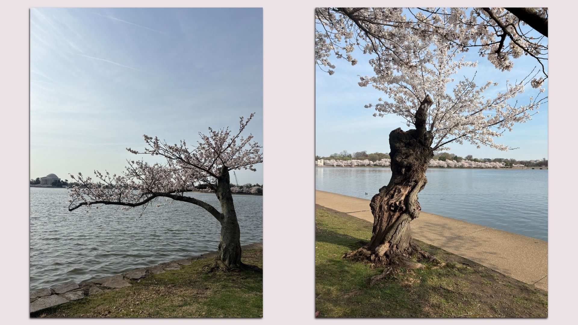 Two tidal basin photos of blossoming trees. Left: curved trunk with pink blossoms by a rocky shore; distant domed building. Right: gnarled trunk with white blossoms beside a paved path by calm water.
