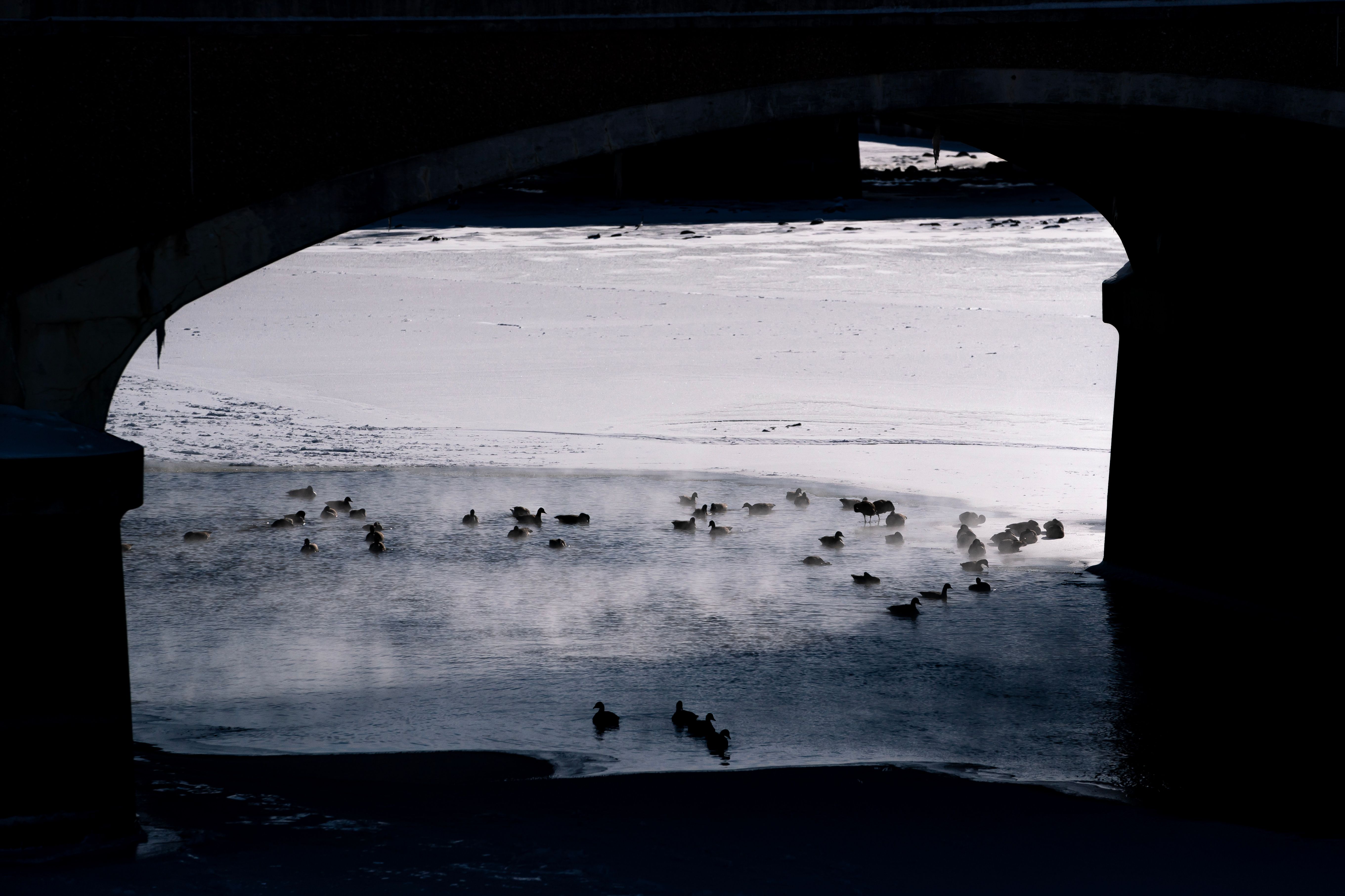 Ducks swim near a frozen portion of the Des Moines River during a winter storm ahead of the Iowa caucus in Des Moines, Iowa, US, on Sunday, Jan. 14, 2024. Iowans on Monday will cast the first votes in the 2024 presidential nominating process during a caucus that's likely to show depressed turnout because of historically frigid weather. 
