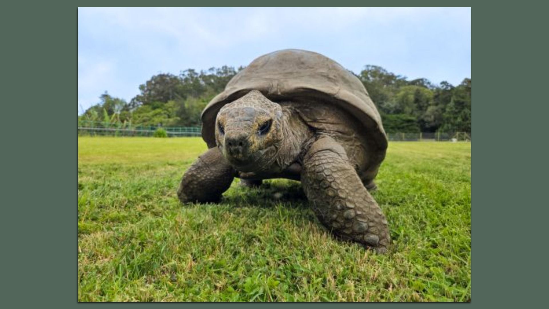 A large tortoise on green grass, facing the camera. Its rough brown shell and chunky front legs fill the foreground, with trees and a blue sky in the background.