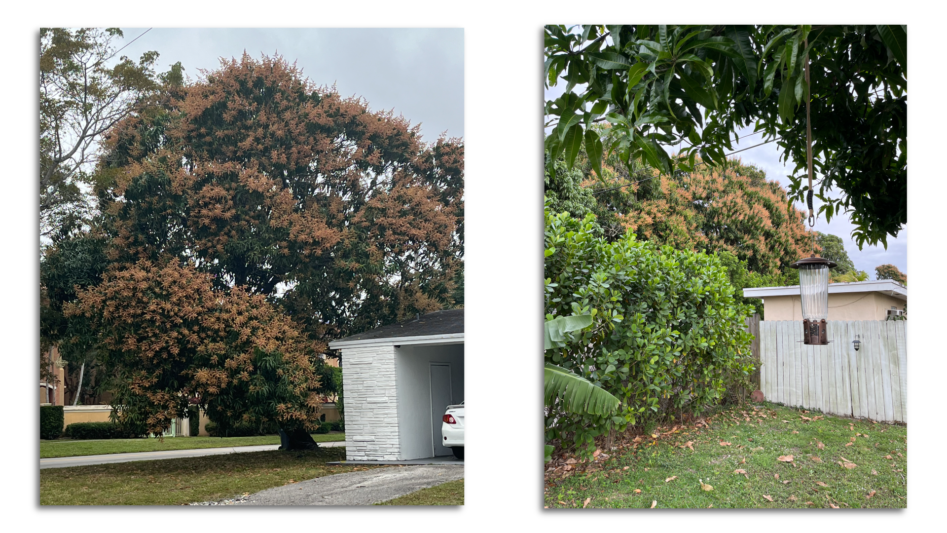 Flower-filled mango trees