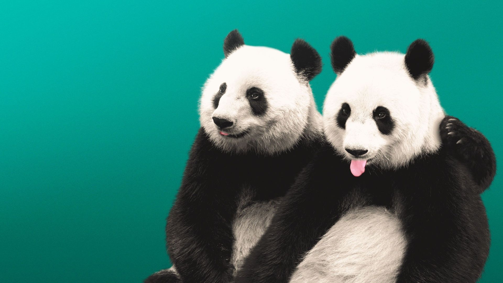 Illustration of two pandas with their paws around each other.