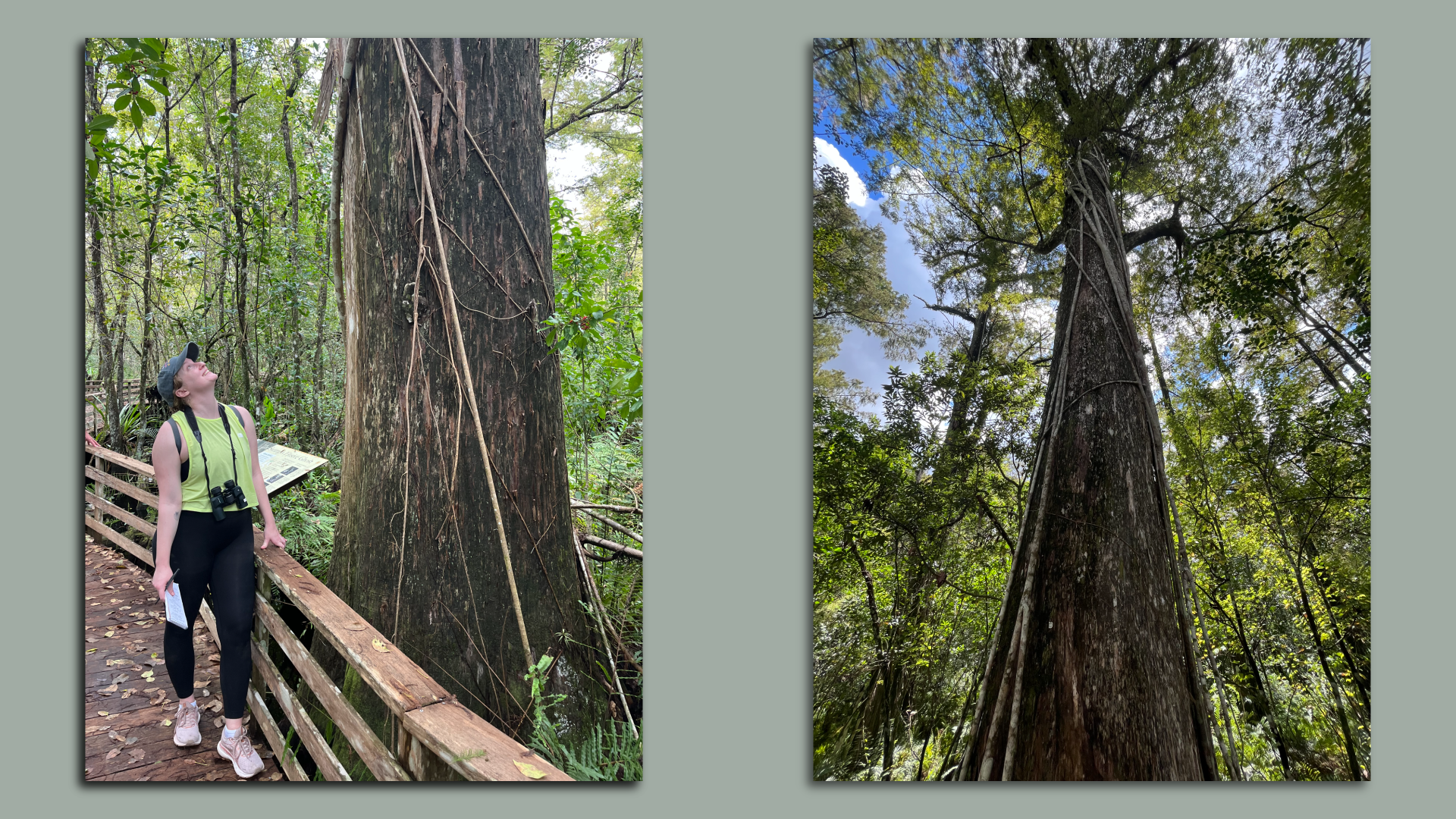 Two photos, one of a woman staring up at a tree trunk three times her size, the other showing the length of another tree trunk.
