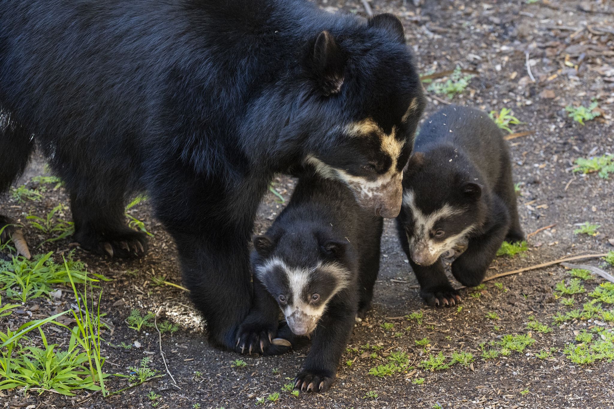 Photos: Cute baby animals at the San Diego Zoo - Axios San Diego