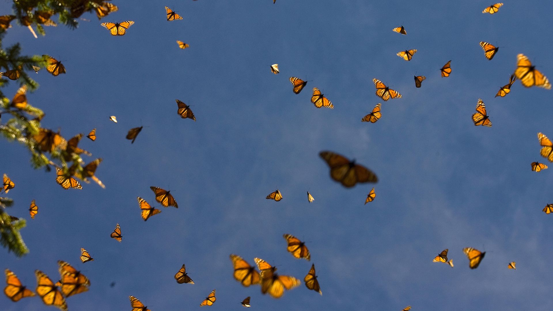 a swarm of monarch butterflies