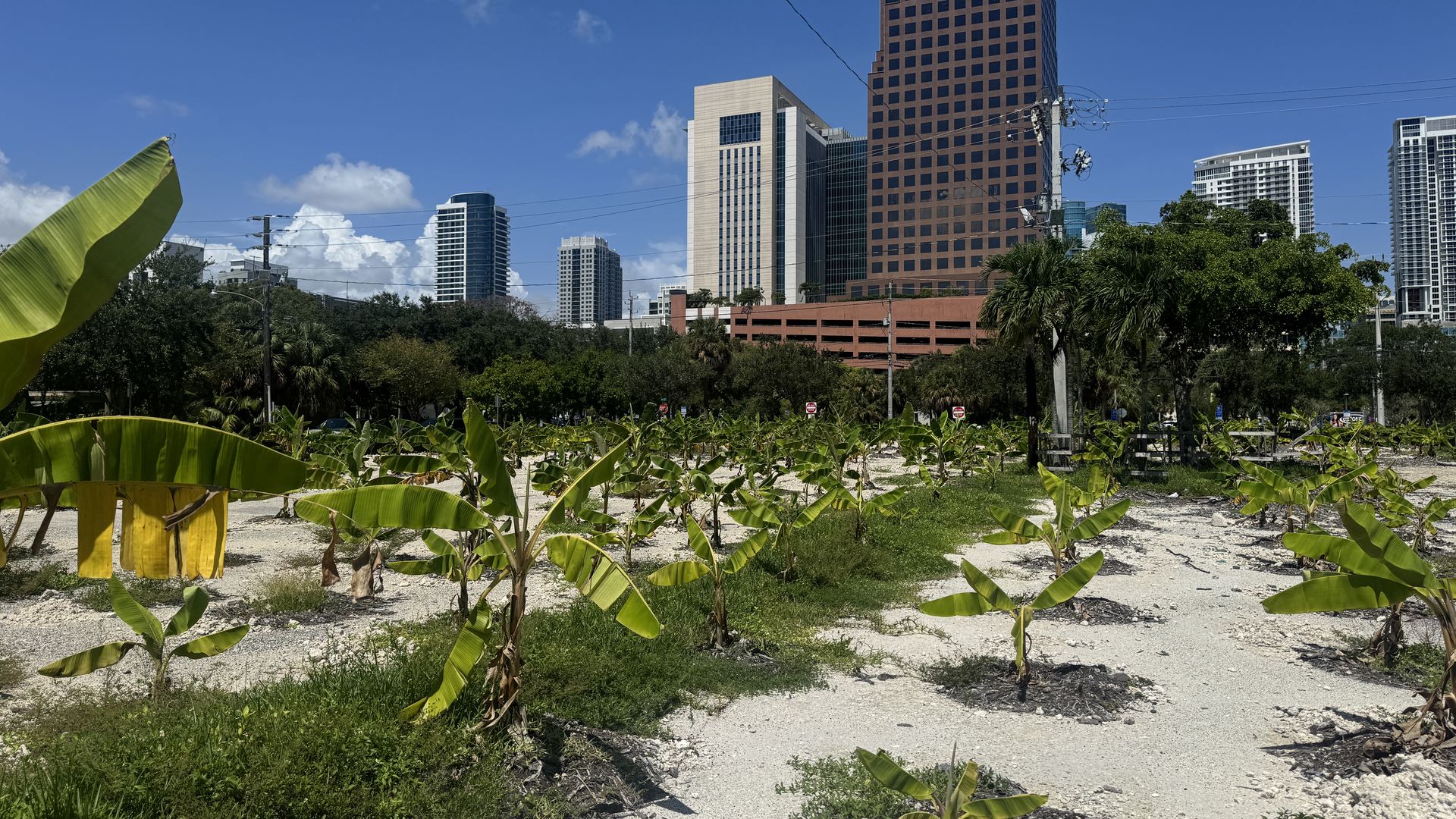 City skyline with a tall brown office building, modern towers, power lines overhead, and banana plants in the foreground on a gravel lot under a blue sky.