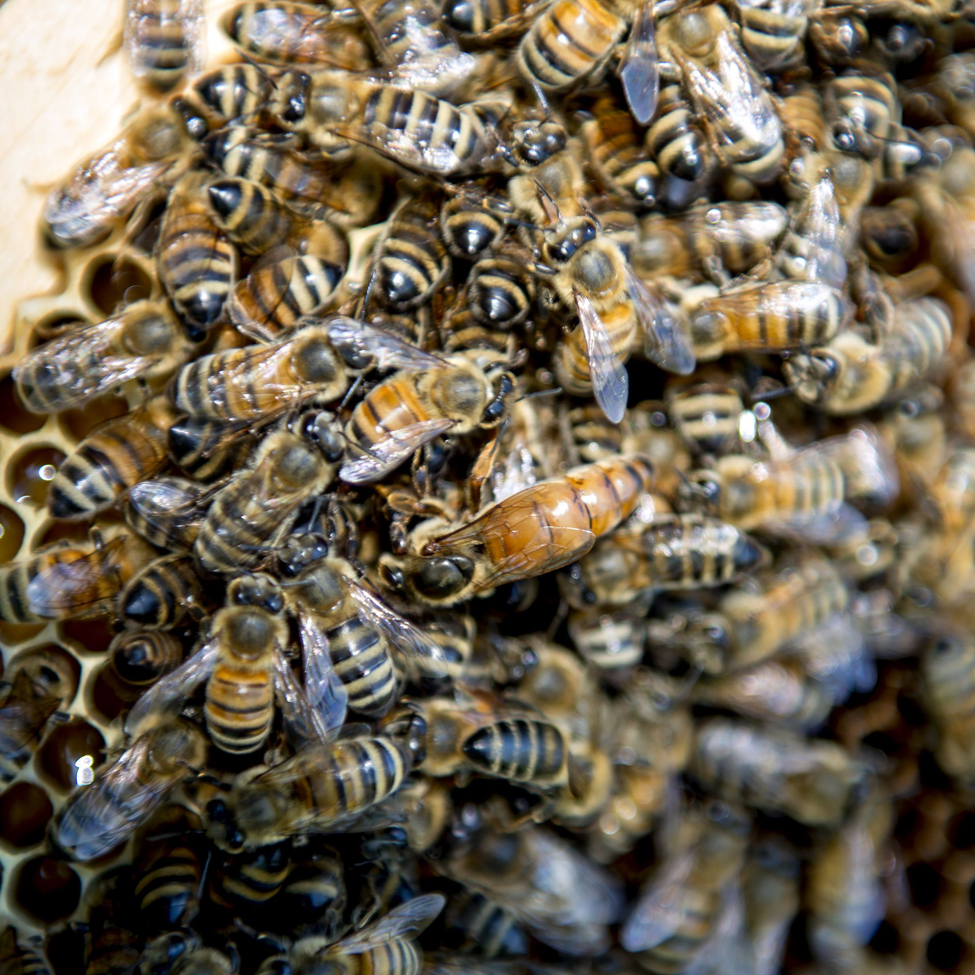 Vaccination for Bees Doesn't Sting - College of Agriculture and