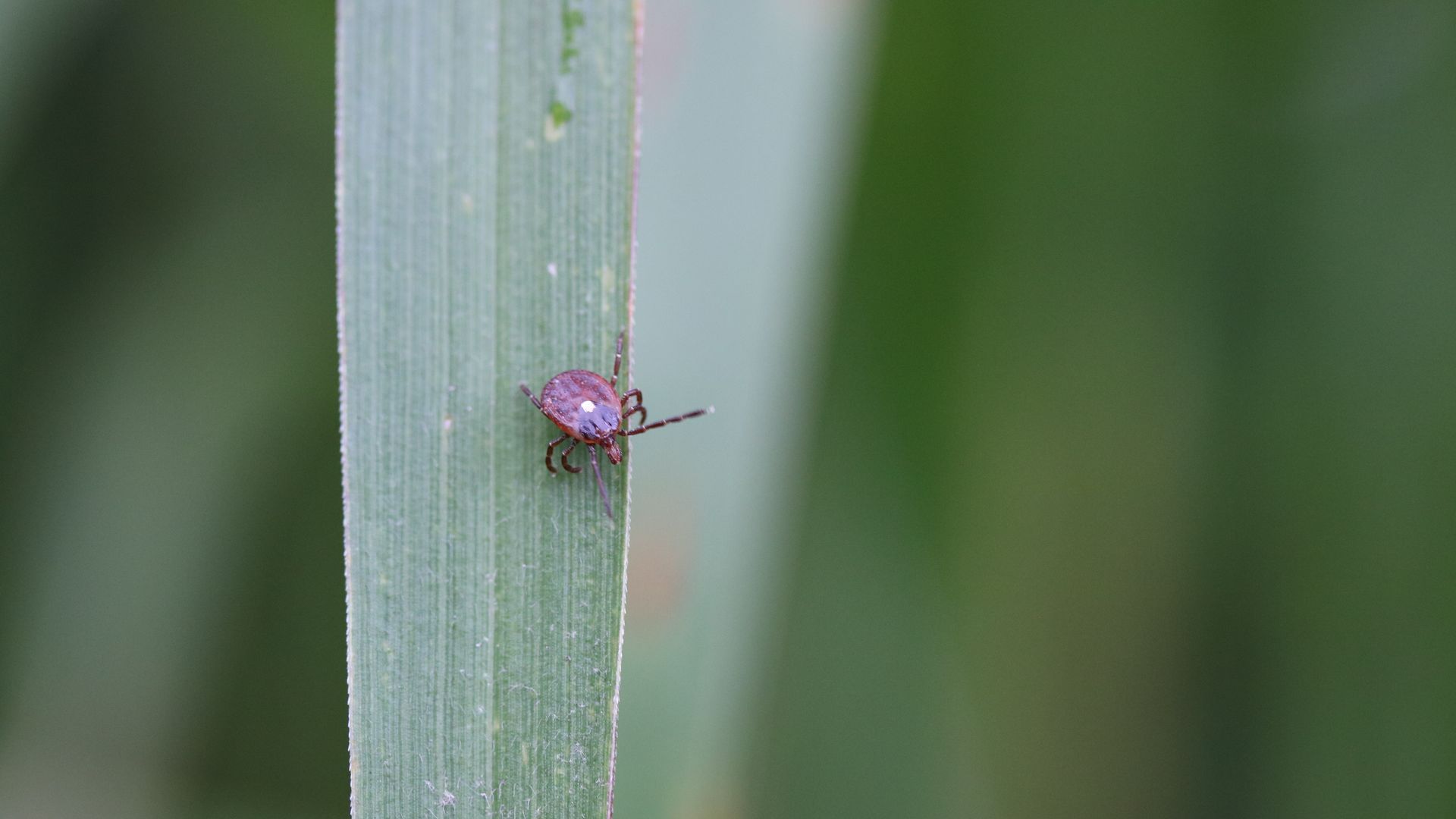 A lone star tick